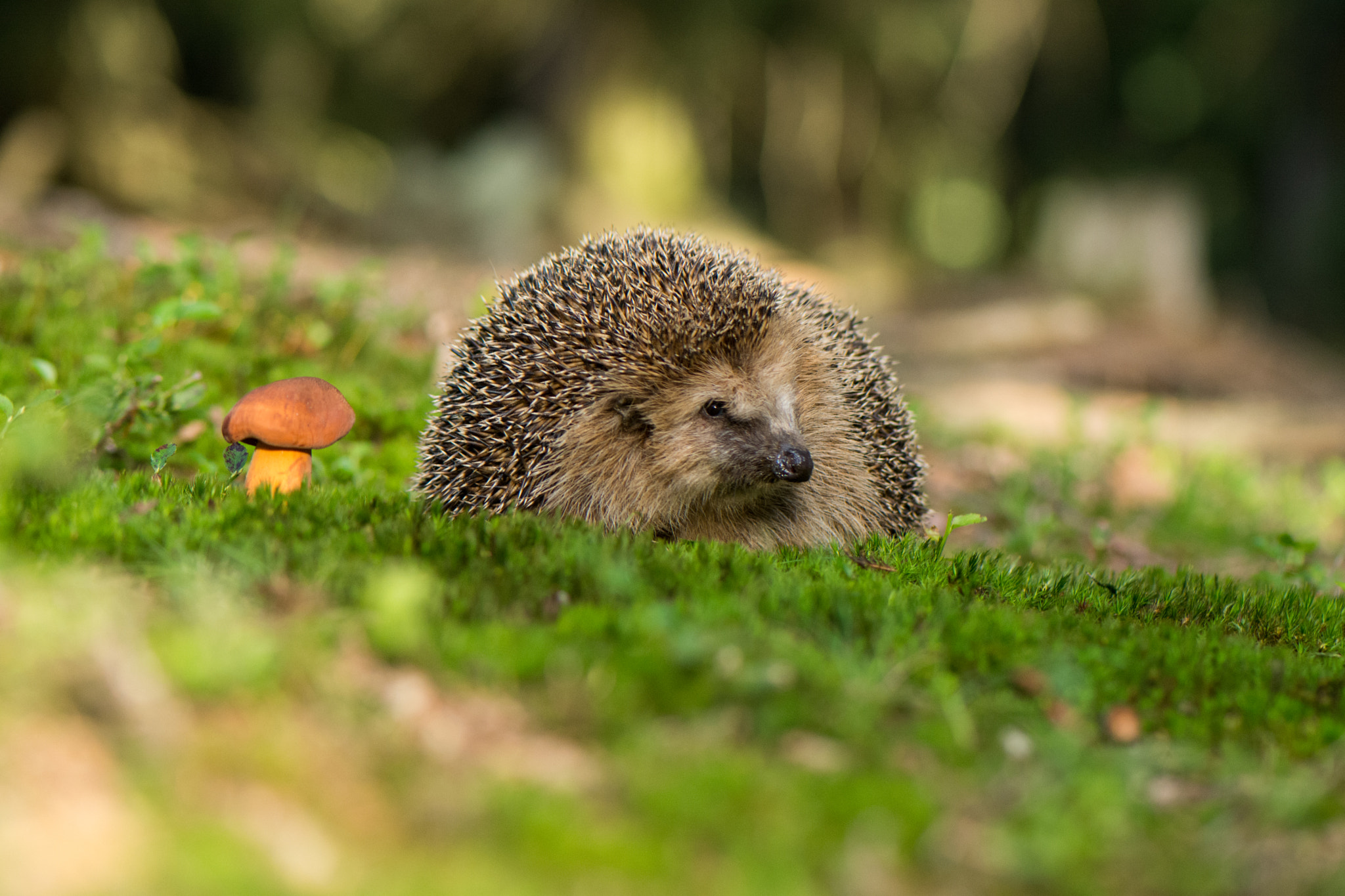 Nikon AF-S Micro-Nikkor 105mm F2.8G IF-ED VR sample photo. Hedgehog photography