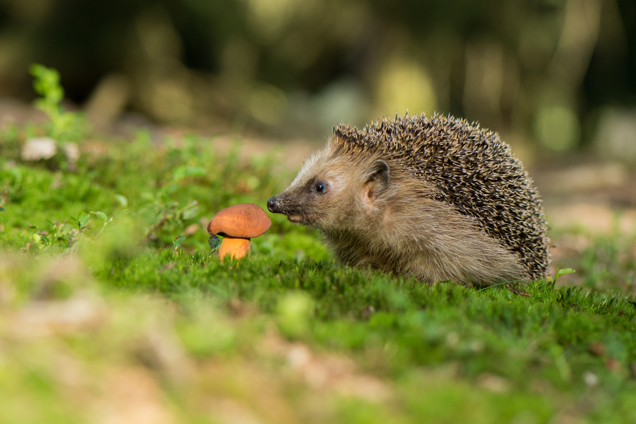 Nikon AF-S Micro-Nikkor 105mm F2.8G IF-ED VR sample photo. Hedgehog photography