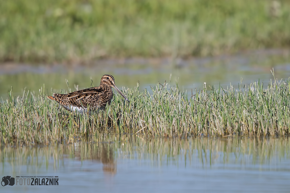 Canon EOS-1D X Mark II + Canon EF 500mm F4L IS II USM sample photo. Common snipe photography