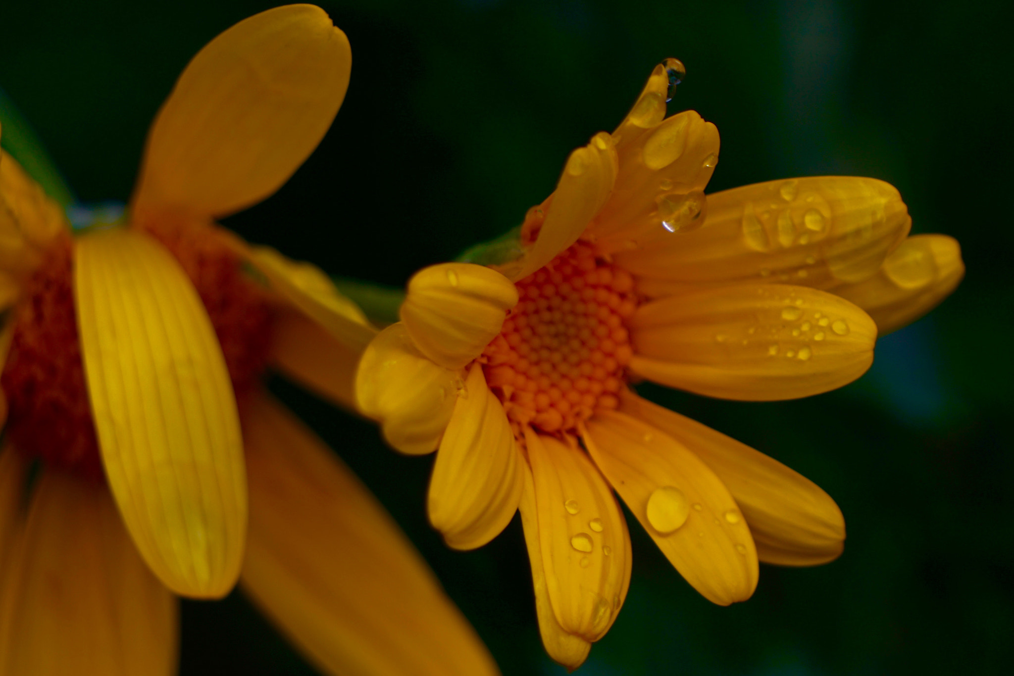 Sony E 55-210mm F4.5-6.3 OSS sample photo. Les flors grogues photography