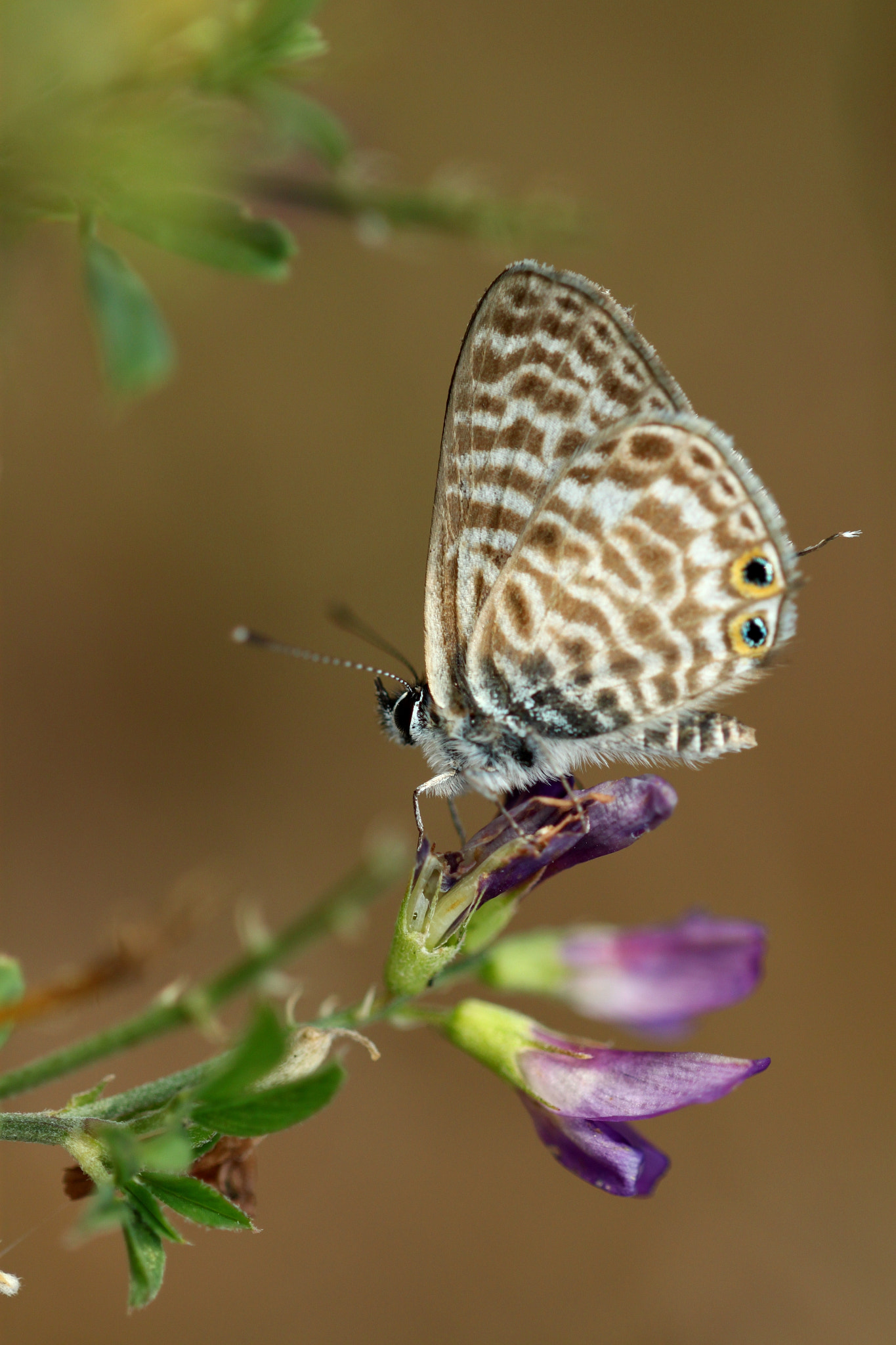 Canon EF 100mm F2.8L Macro IS USM sample photo. Little butterfly photography