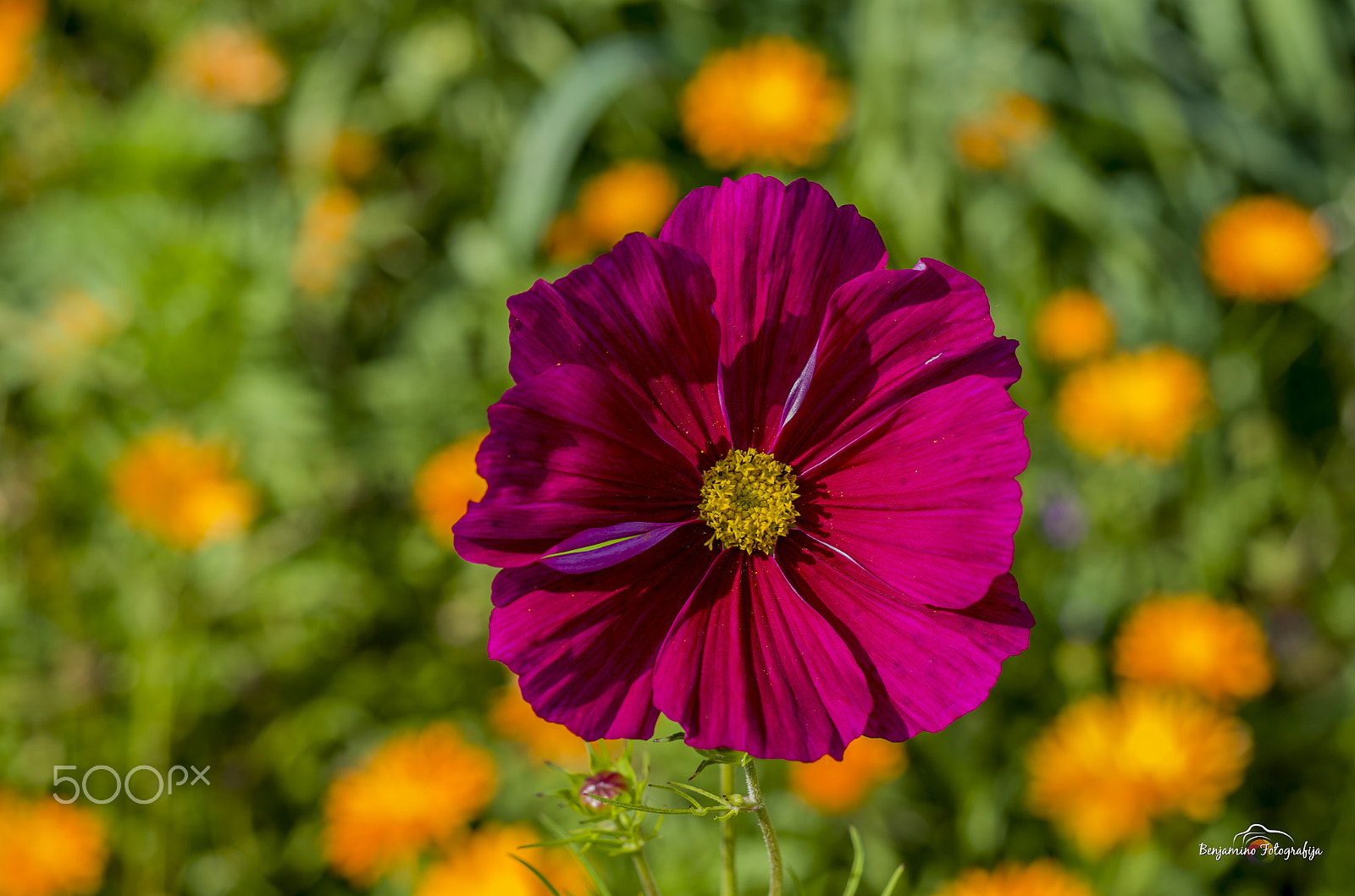 Pentax K-5 II + Pentax smc DA 50mm F1.8 sample photo. Flower photography