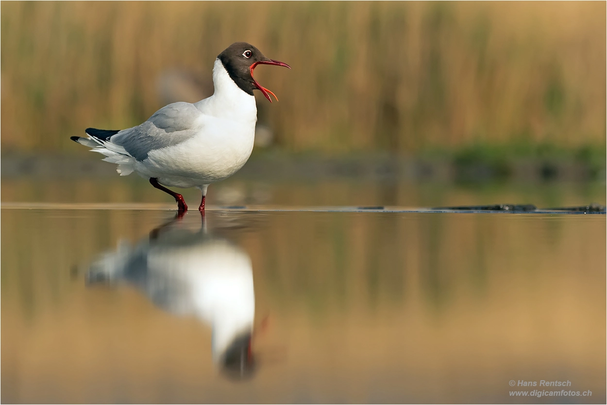 Nikon D4 sample photo. Schon gut ..... photography