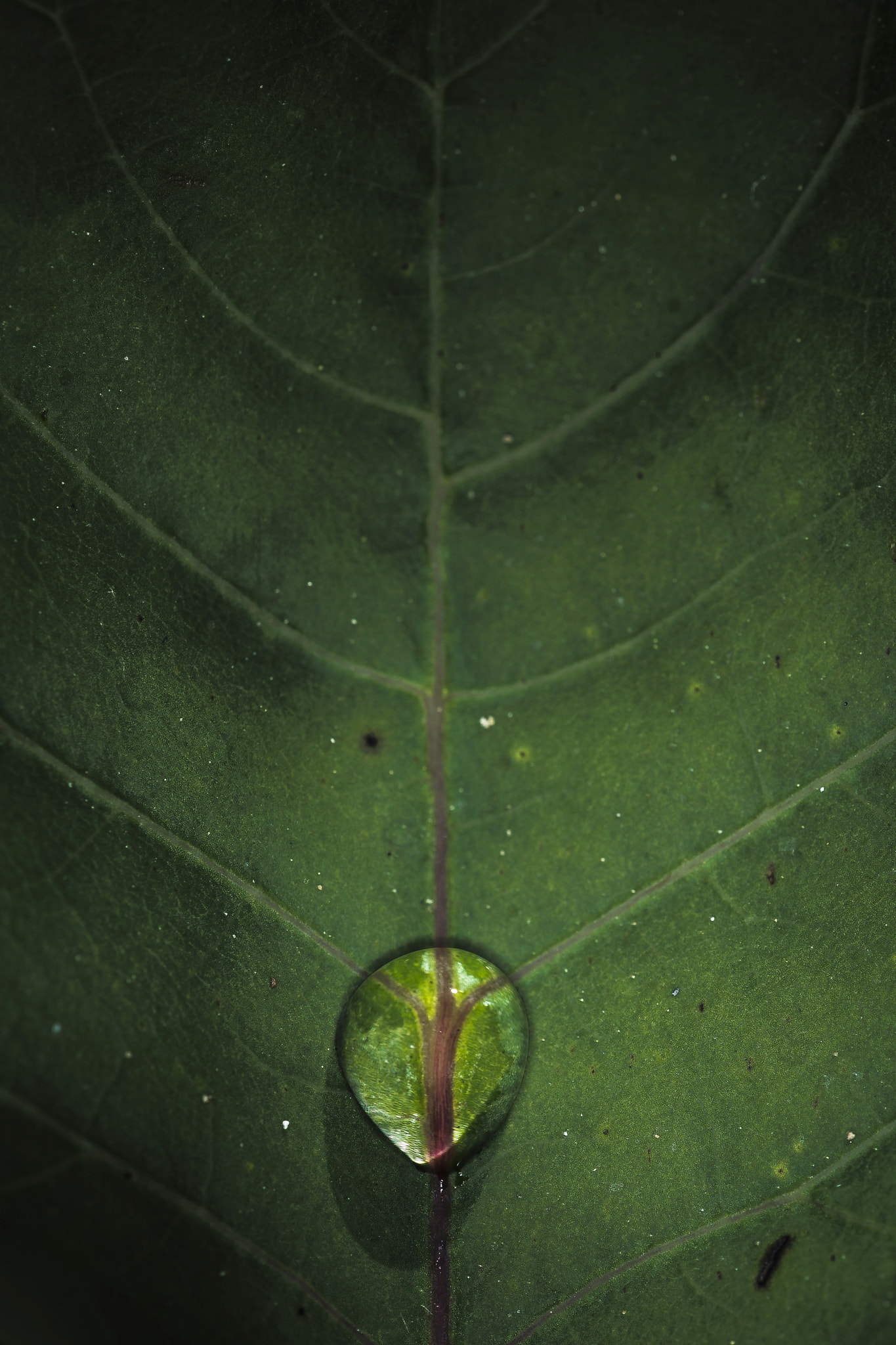 Sigma 150mm f/2.8 EX DG OS HSM APO Macro sample photo. Waterdrop photography