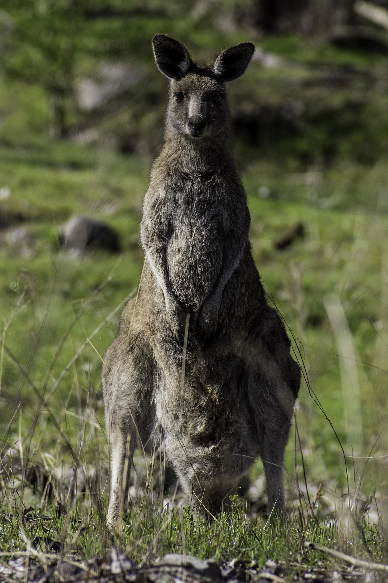 Pentax smc DA* 60-250mm F4.0 ED (IF) SDM sample photo. Talbingo roo photography