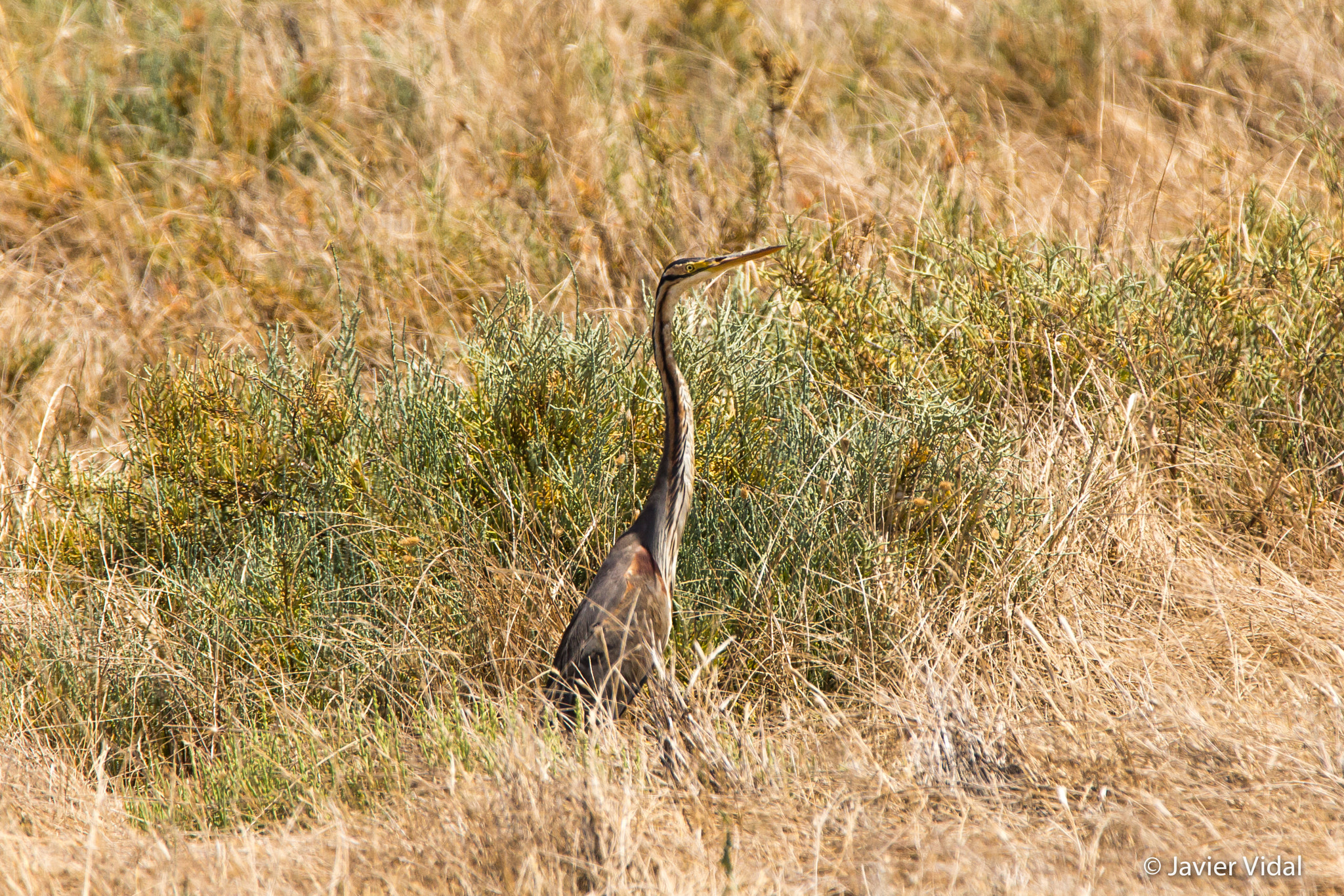 Tamron SP 150-600mm F5-6.3 Di VC USD sample photo. The purple heron (arda purpurea) photography