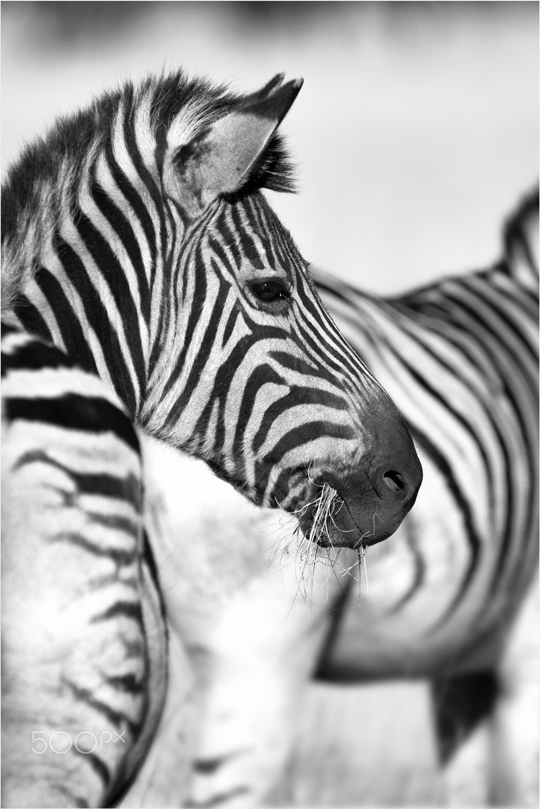 smc PENTAX-FA* 600mm F4 ED[IF] sample photo. Zebra b&w portrait photography