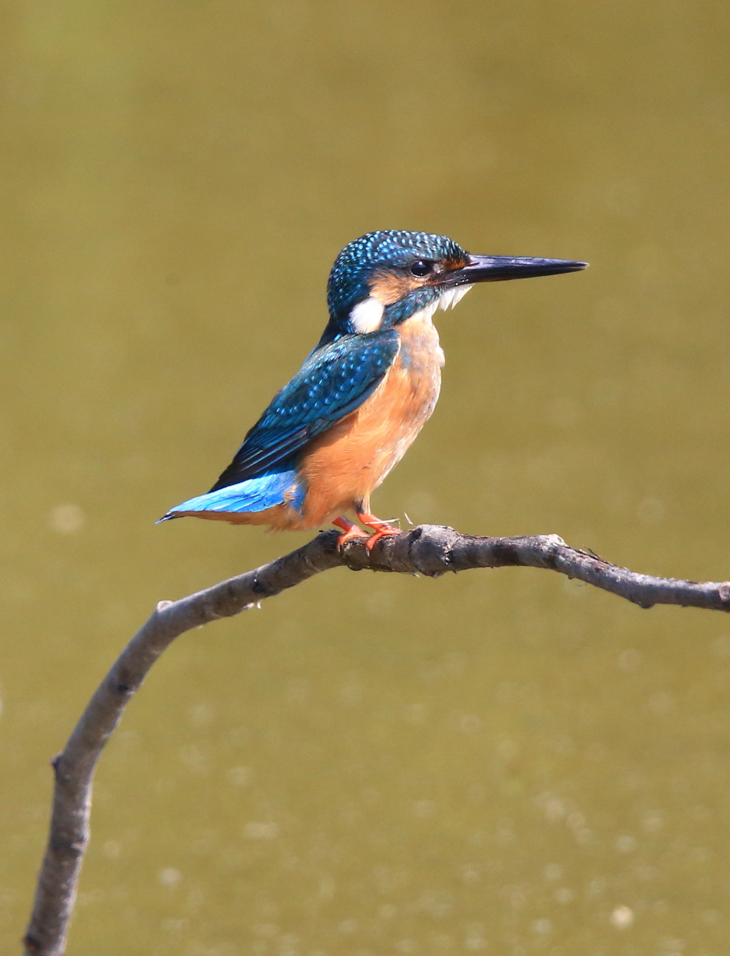 Canon EF 600mm F4L IS II USM sample photo. 271 photography