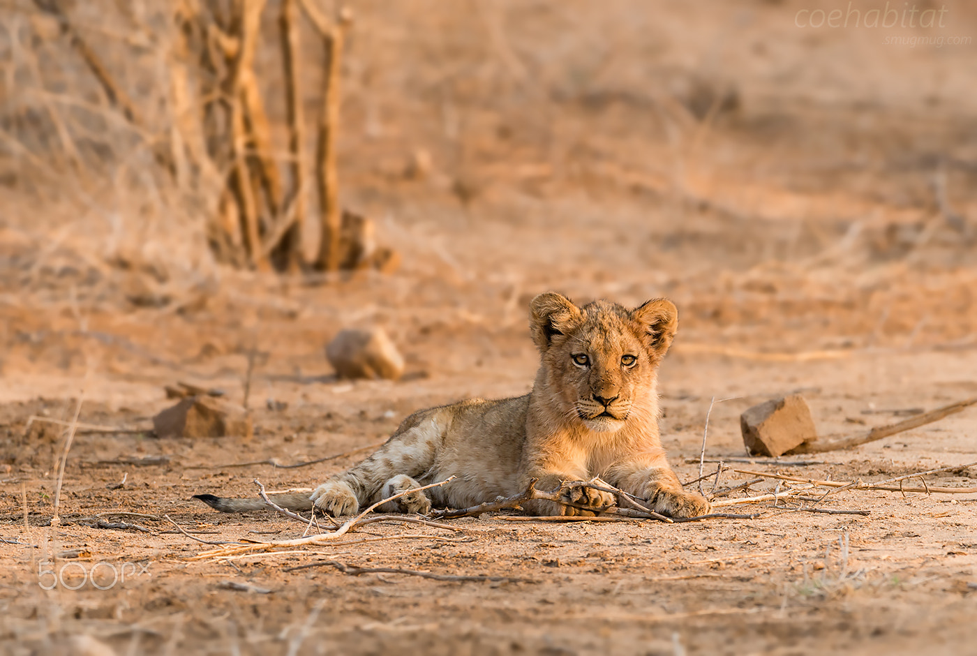 Nikon D800 sample photo. Lion cub in the morning photography