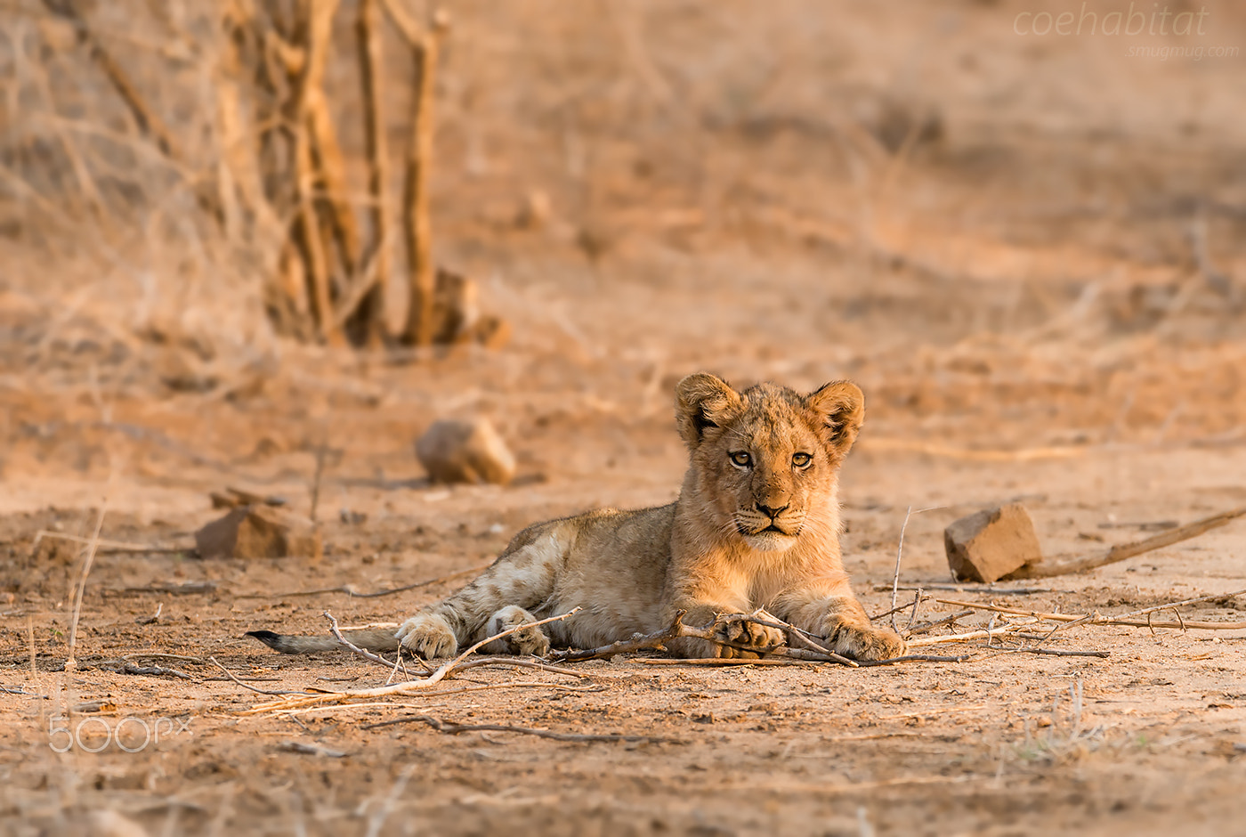 Nikon AF-S Nikkor 200-400mm F4G ED-IF VR sample photo. Lion cub in the morning photography