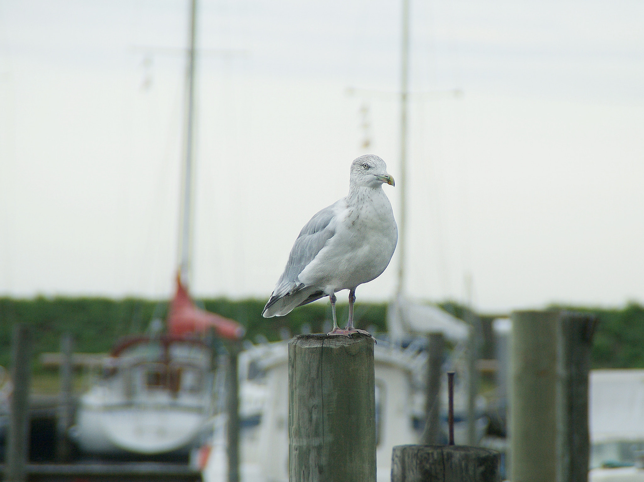 Sony Alpha DSLR-A290 sample photo. Untitled photography