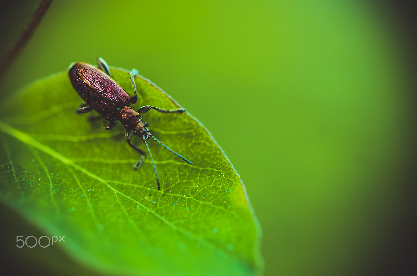 Nikon AF-S Micro-Nikkor 60mm F2.8G ED sample photo. A beetle photography