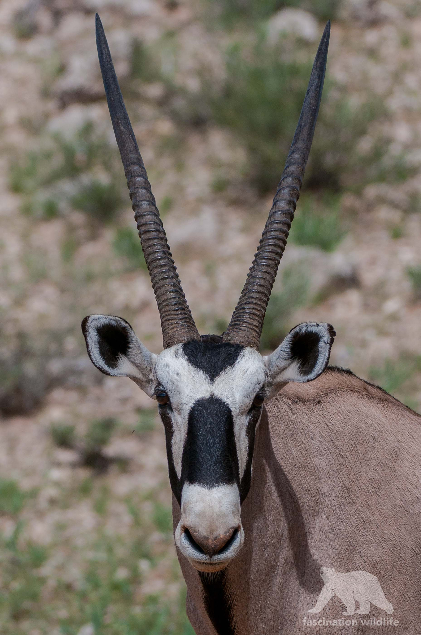 Nikon D300 + Nikon AF-S Nikkor 200-400mm F4G ED-IF VR sample photo. Oryx portrait photography