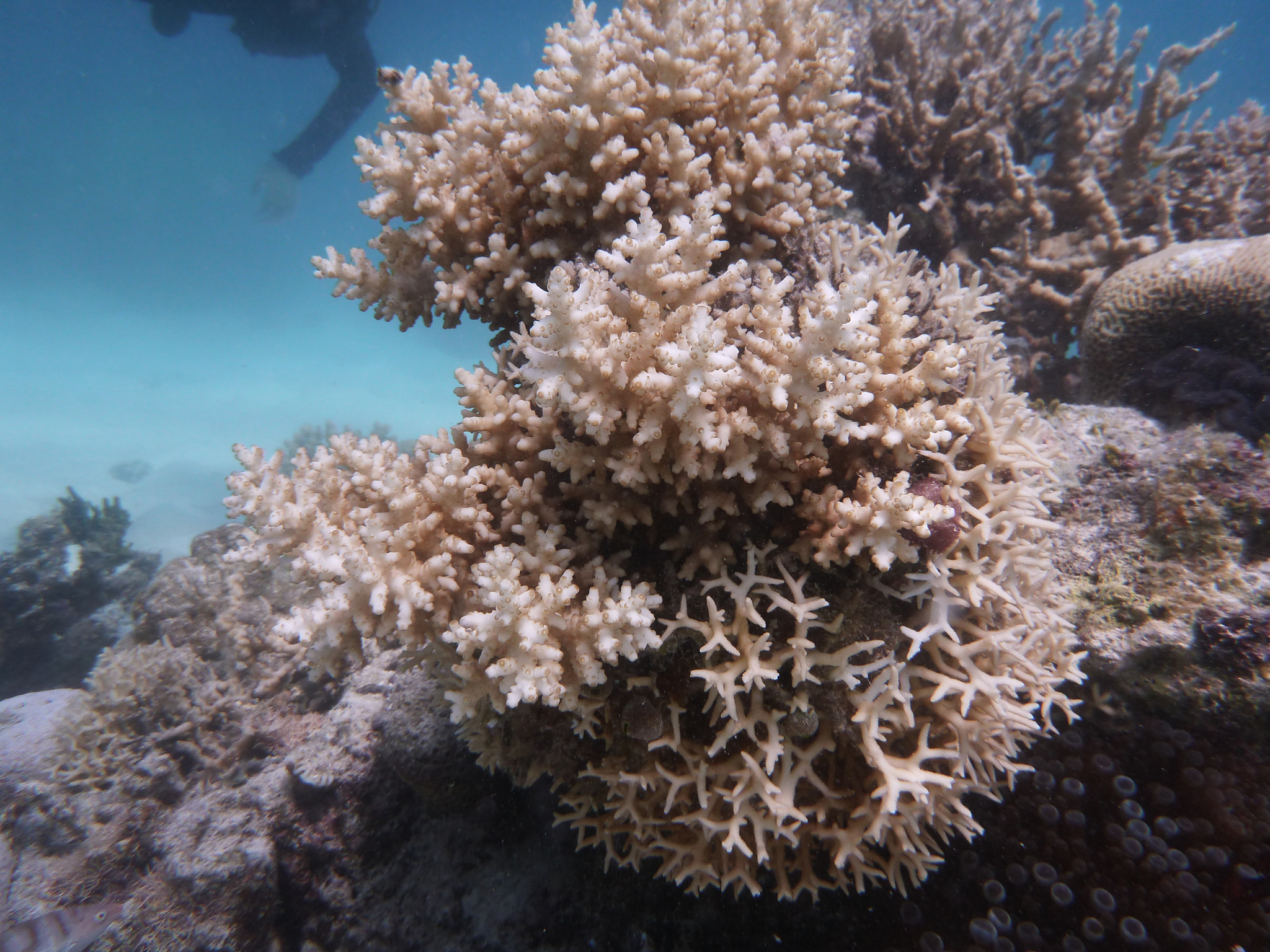 Panasonic DMC-FT4 sample photo. Coral, great barrier reef photography