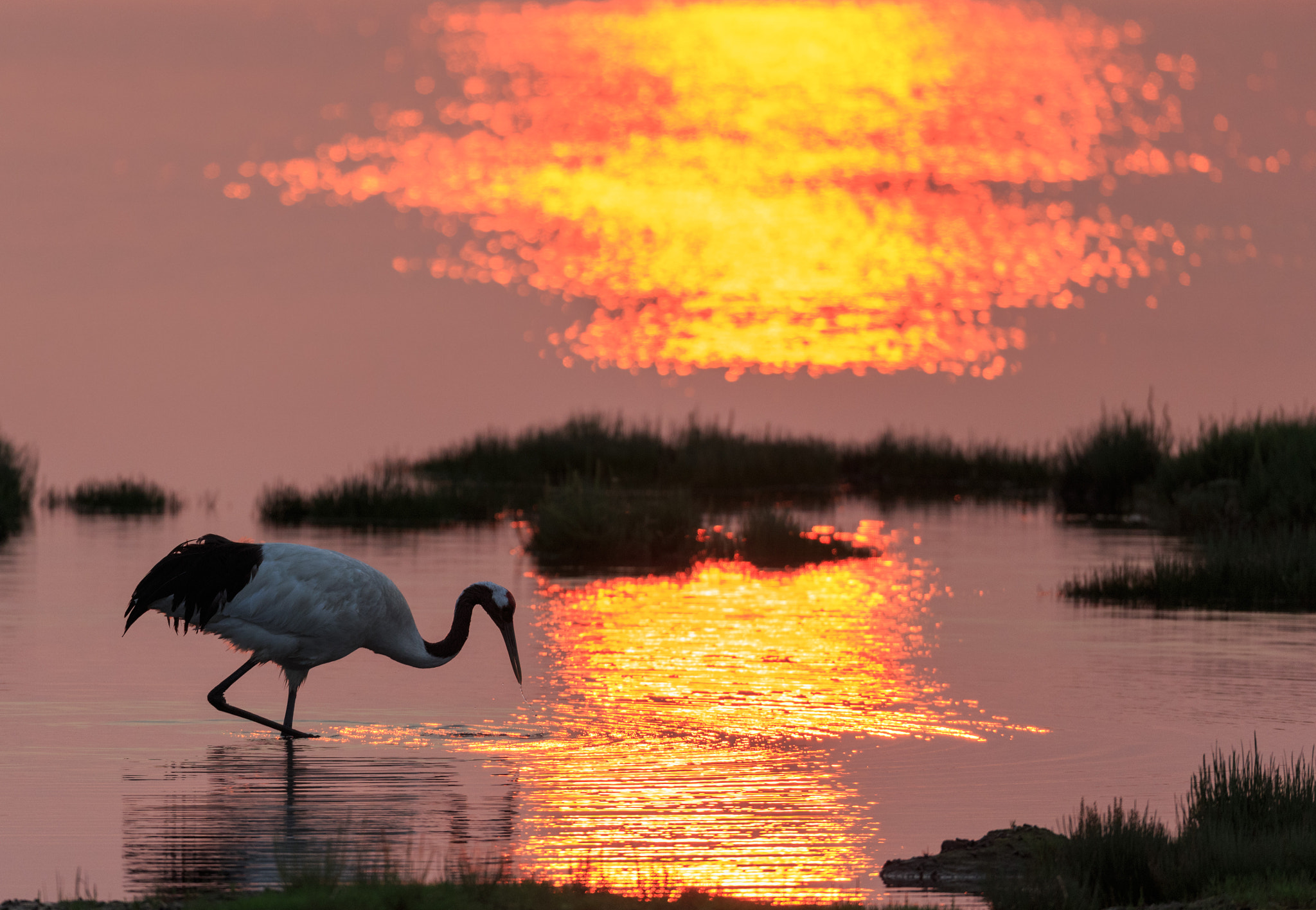 Canon EOS-1D X sample photo. Crane on the swamp photography