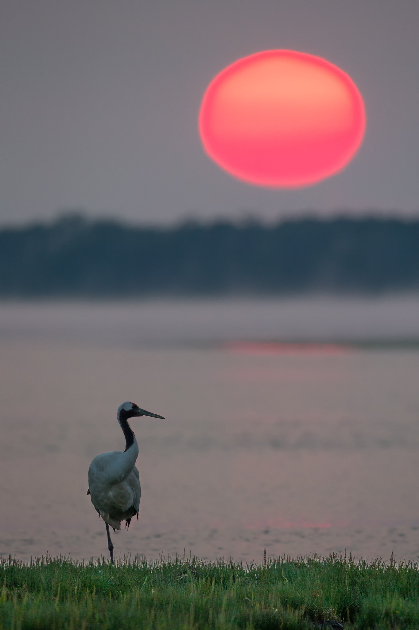 Canon EF 800mm F5.6L IS USM sample photo. The end of a day photography