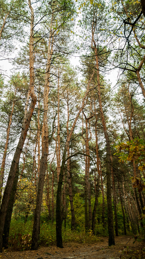 Sony Alpha DSLR-A390 + Sony DT 18-55mm F3.5-5.6 SAM sample photo. Pine-trees photography