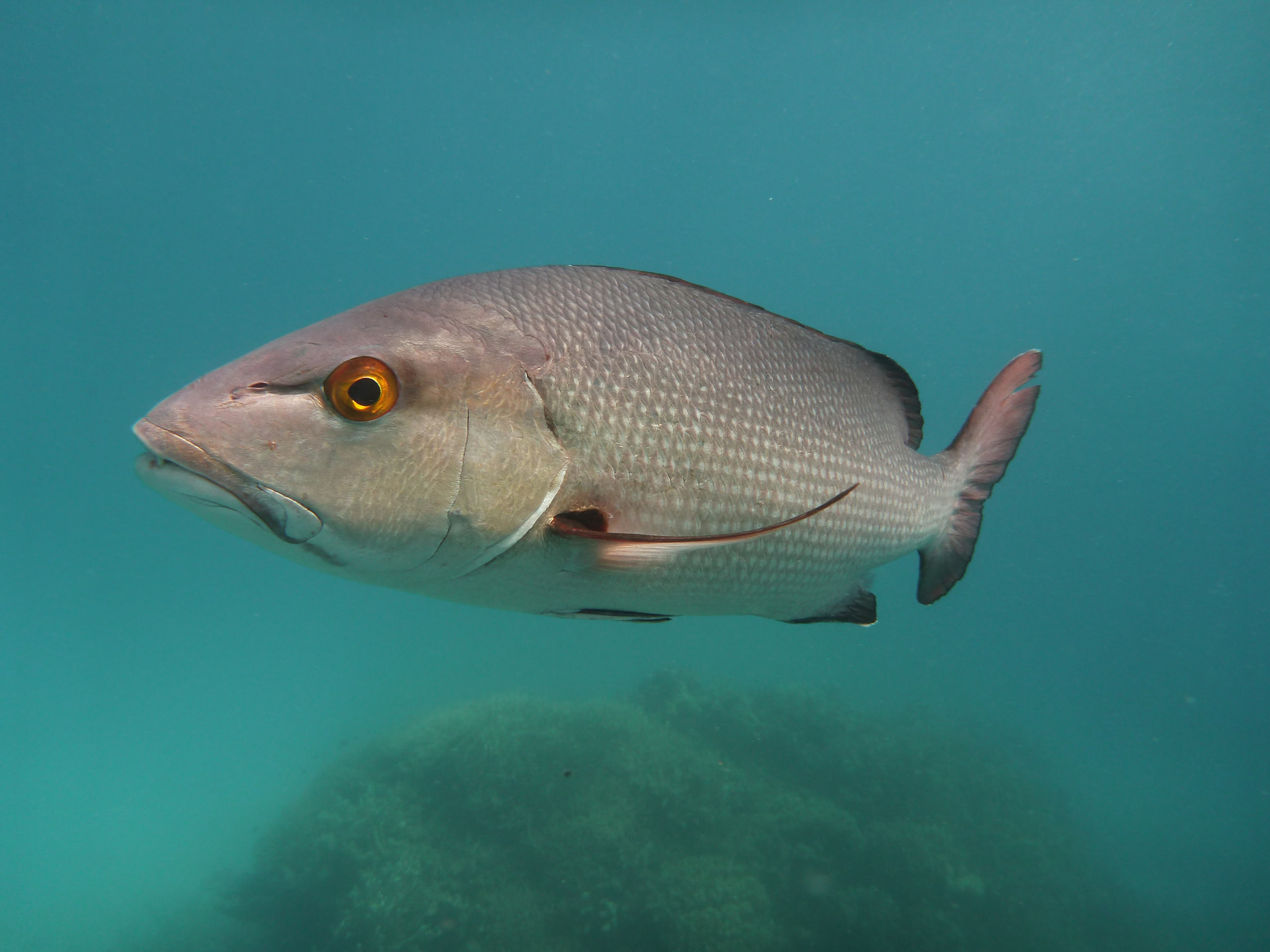 Panasonic DMC-FT4 sample photo. Fish, great barrier reef photography