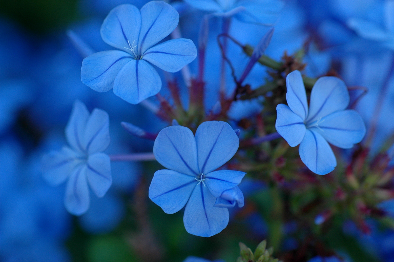 Nikon D70s + Sigma Macro 90mm F2.8 sample photo. A photography