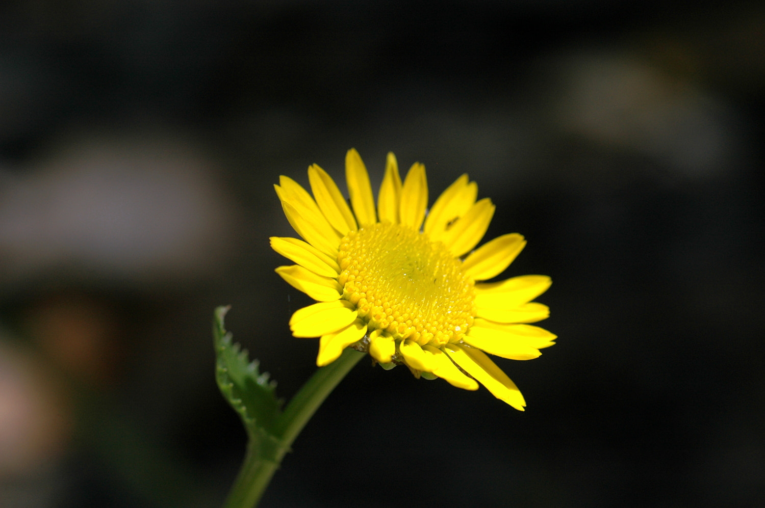 Nikon D70s + Sigma Macro 90mm F2.8 sample photo. A photography