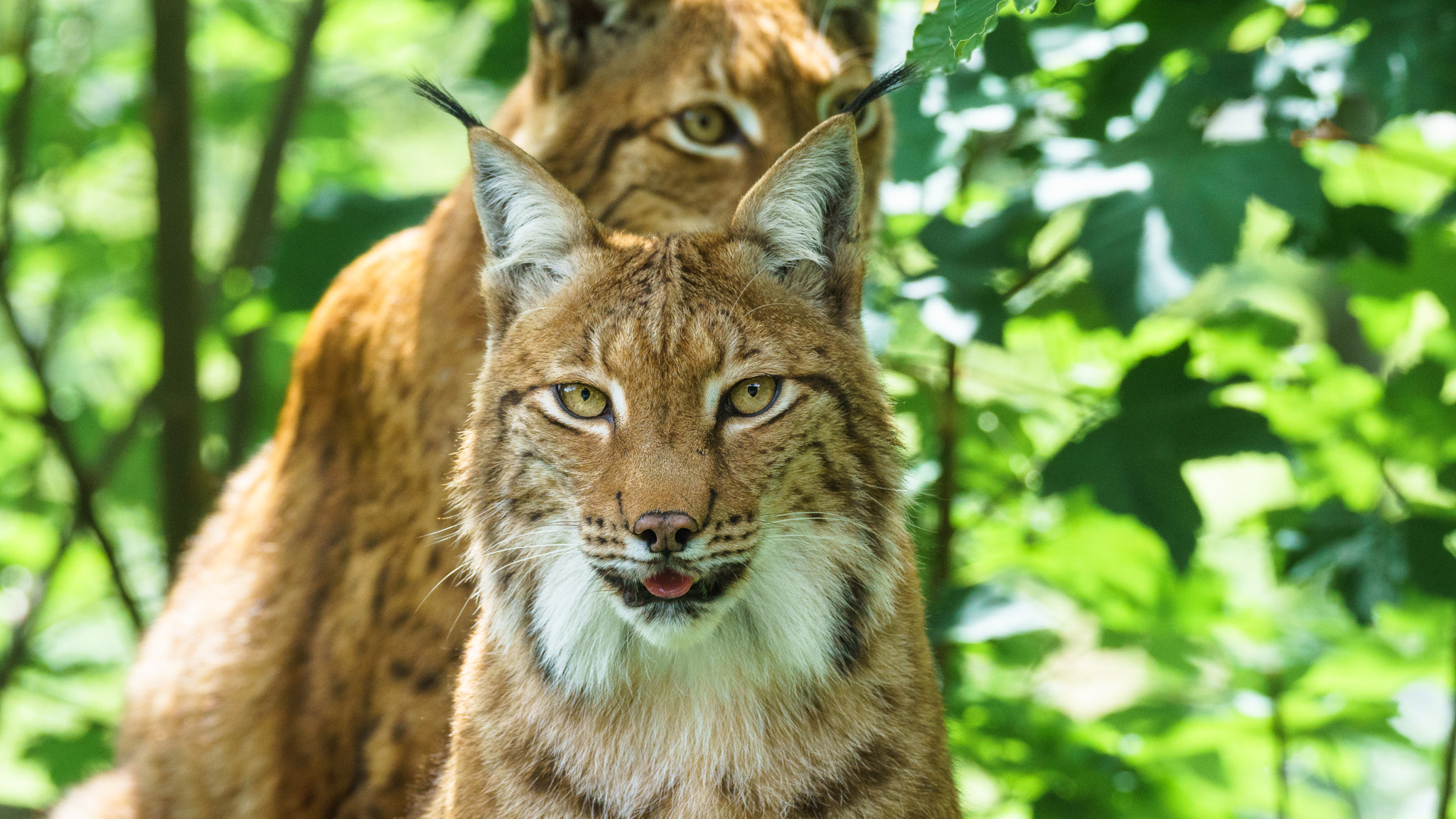 Sony a6000 + Tamron SP 150-600mm F5-6.3 Di VC USD sample photo. Lynx couple in wildernesspark grünau, austria photography