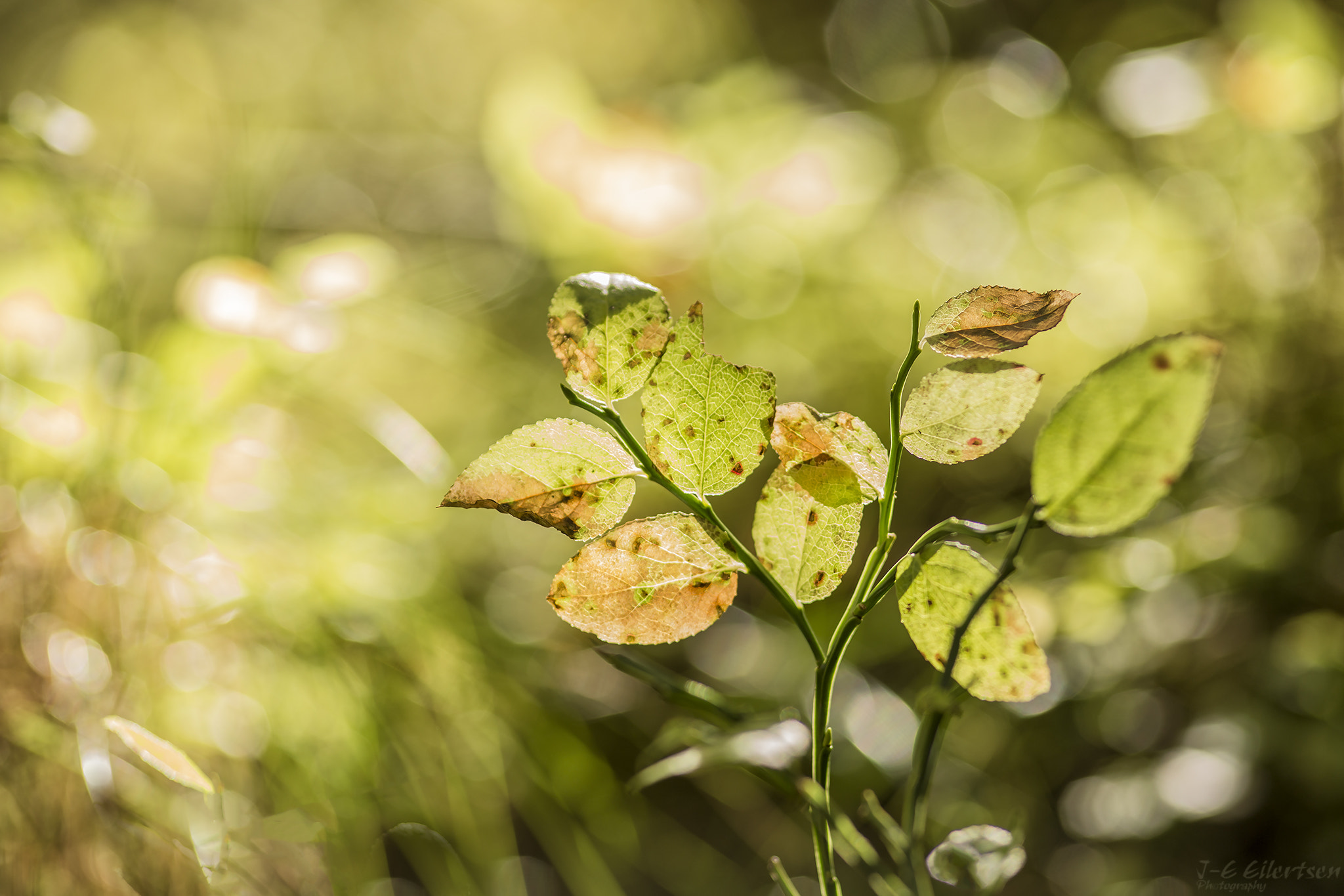 Canon EOS 6D sample photo. Blåbærlyng photography