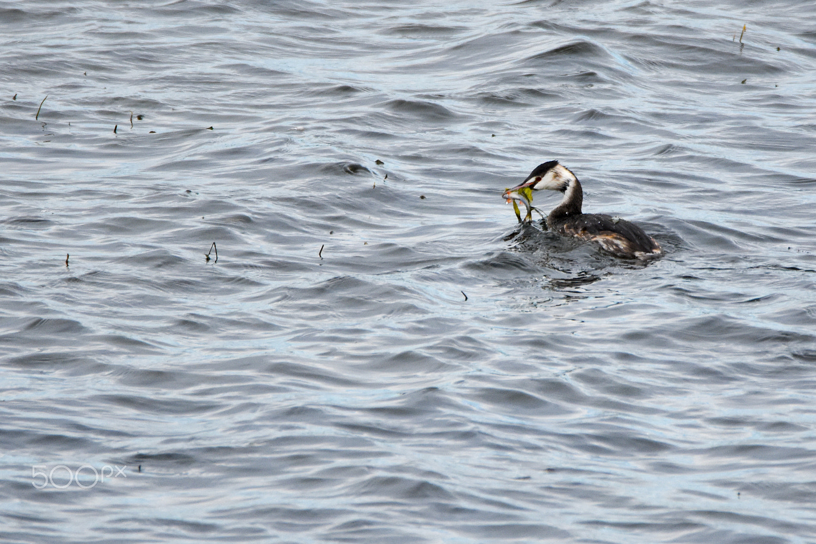 Tamron SP 150-600mm F5-6.3 Di VC USD sample photo. Great crested crebe having a seaweed fishburger photography