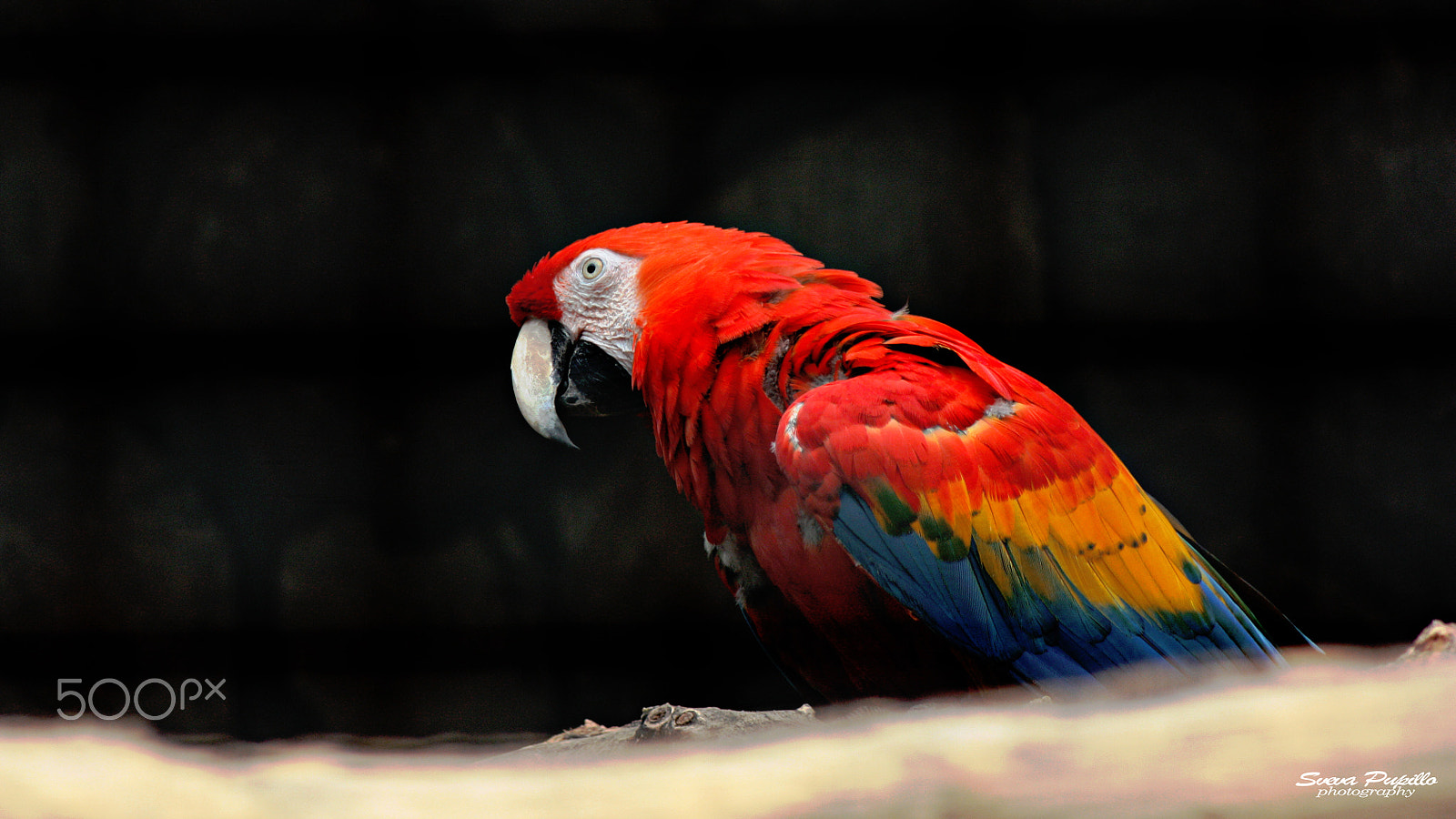 Canon EOS 450D (EOS Rebel XSi / EOS Kiss X2) sample photo. Parrot photography