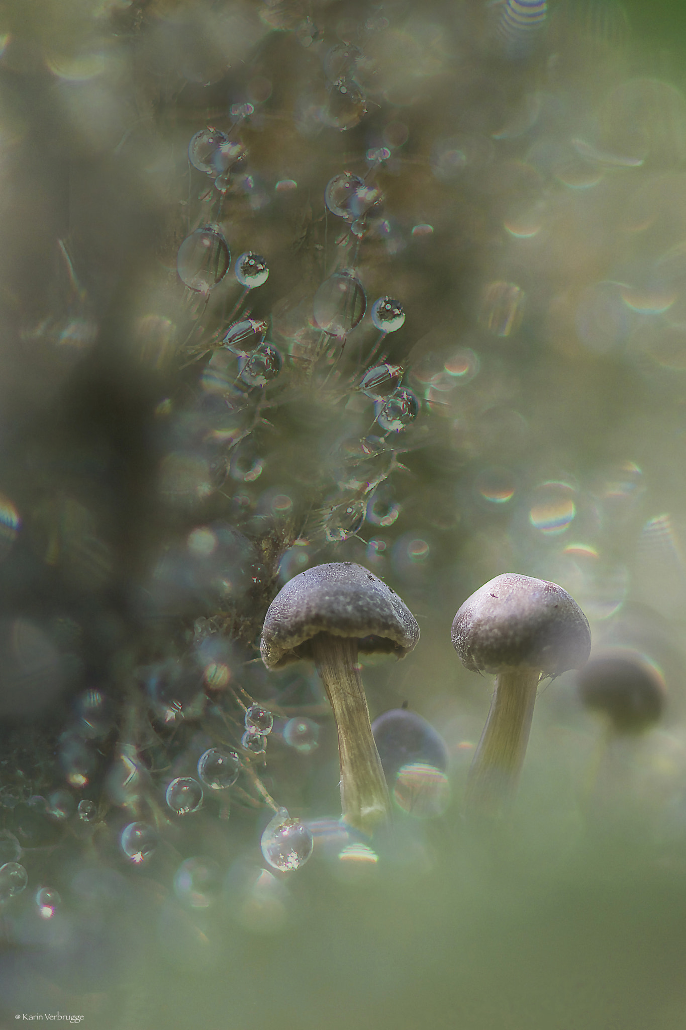 Nikon D5300 + Nikon AF-S Micro-Nikkor 105mm F2.8G IF-ED VR sample photo. Mushrooms in a fairy forest photography