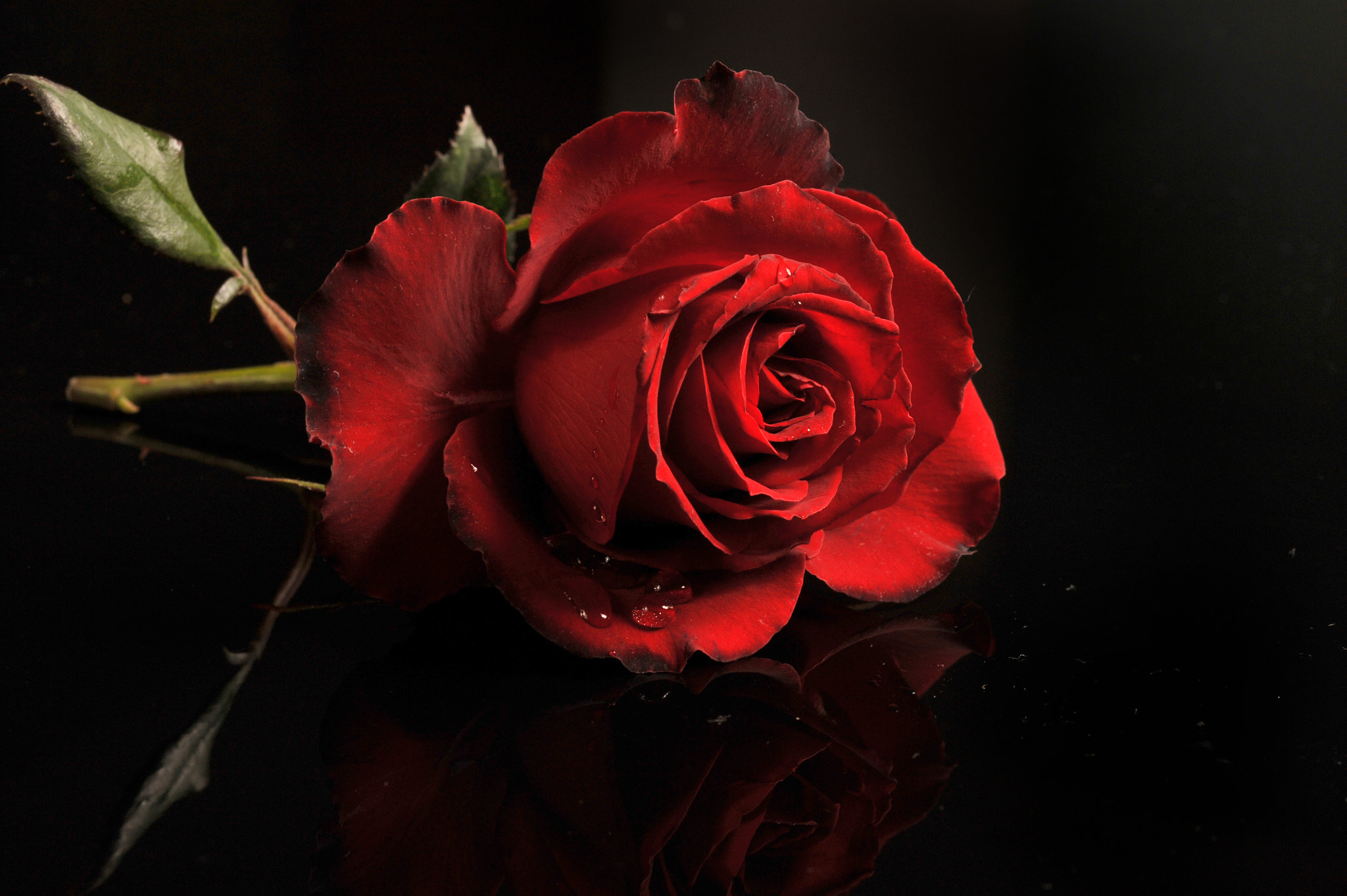 Dark Red Rose By Cristobal Garciaferro Rubio - Photo 17653021   500px