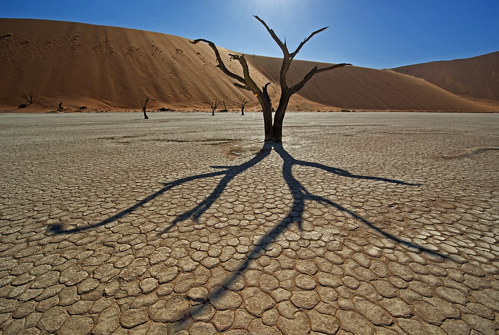 Nikon D3S sample photo. Desert octopus photography