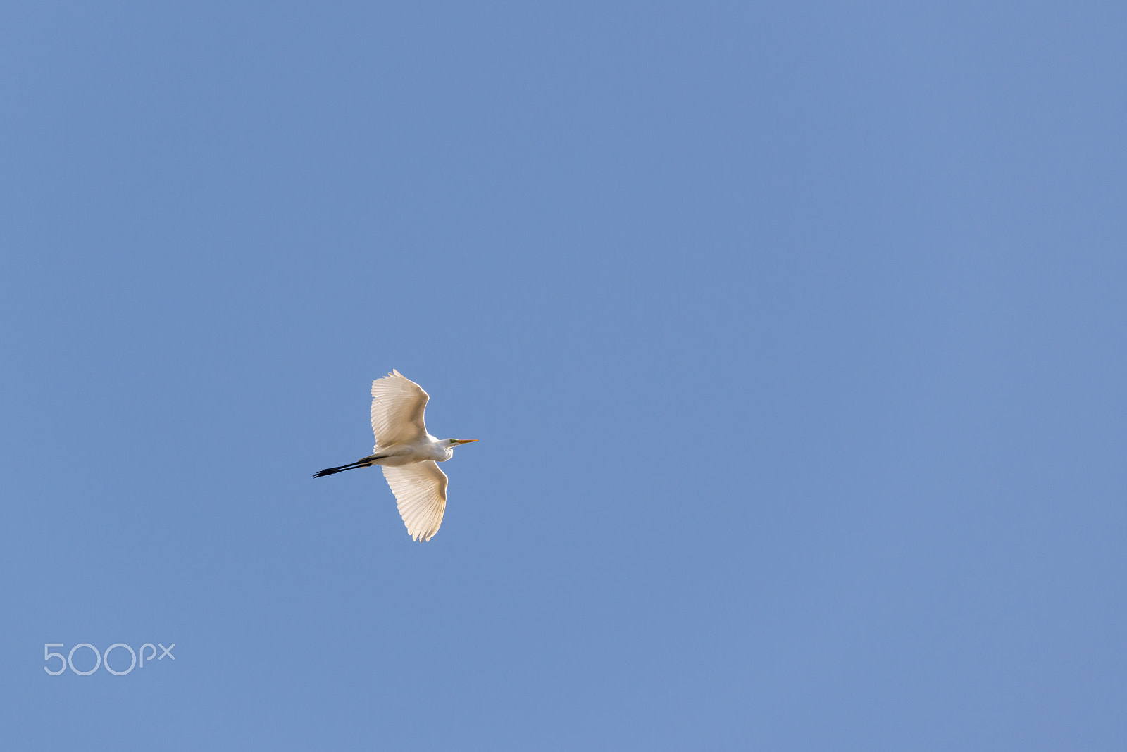 Nikon D800 sample photo. Great egret in the sky photography