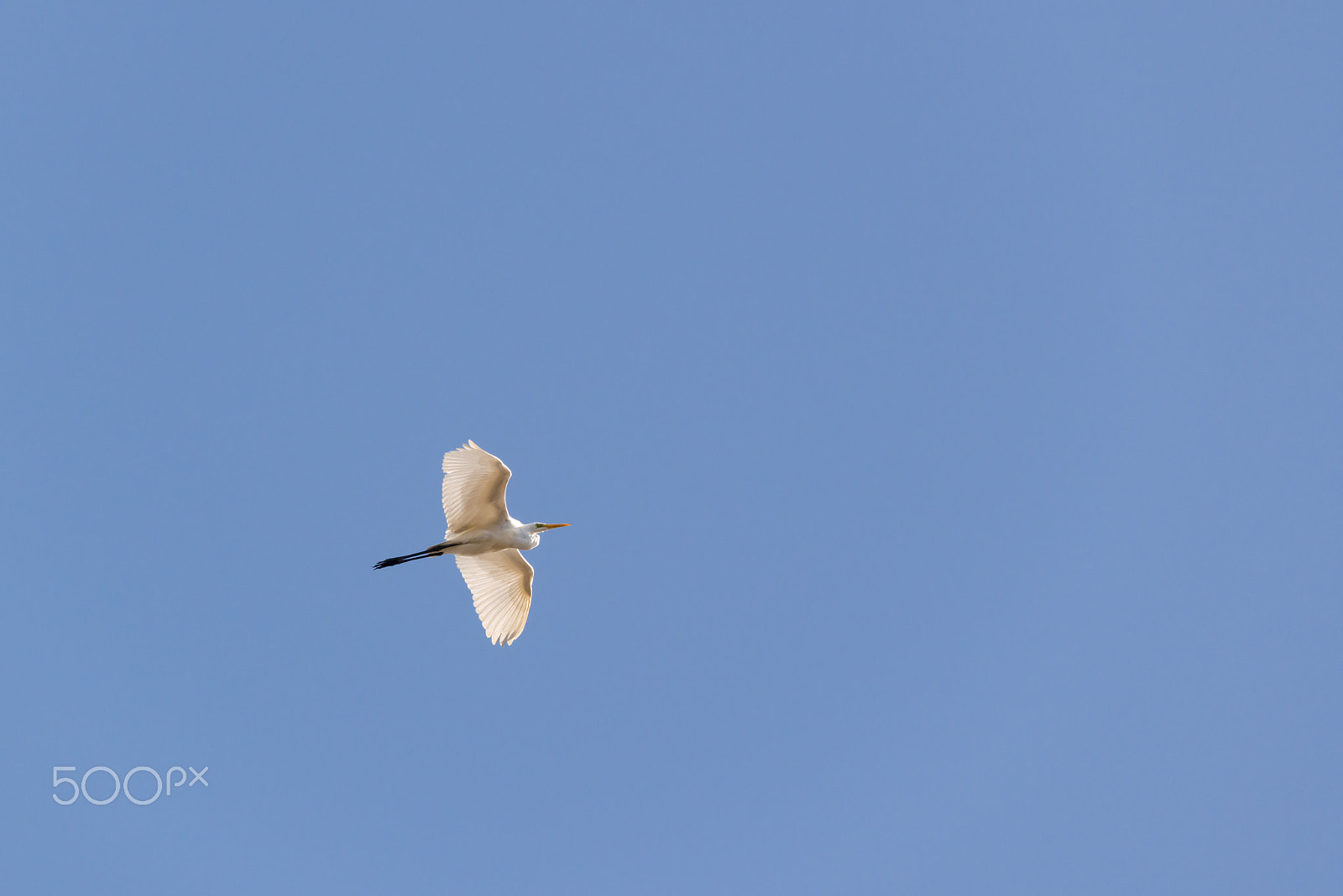 Sigma 150-600mm F5-6.3 DG OS HSM | S sample photo. Great egret in the sky photography