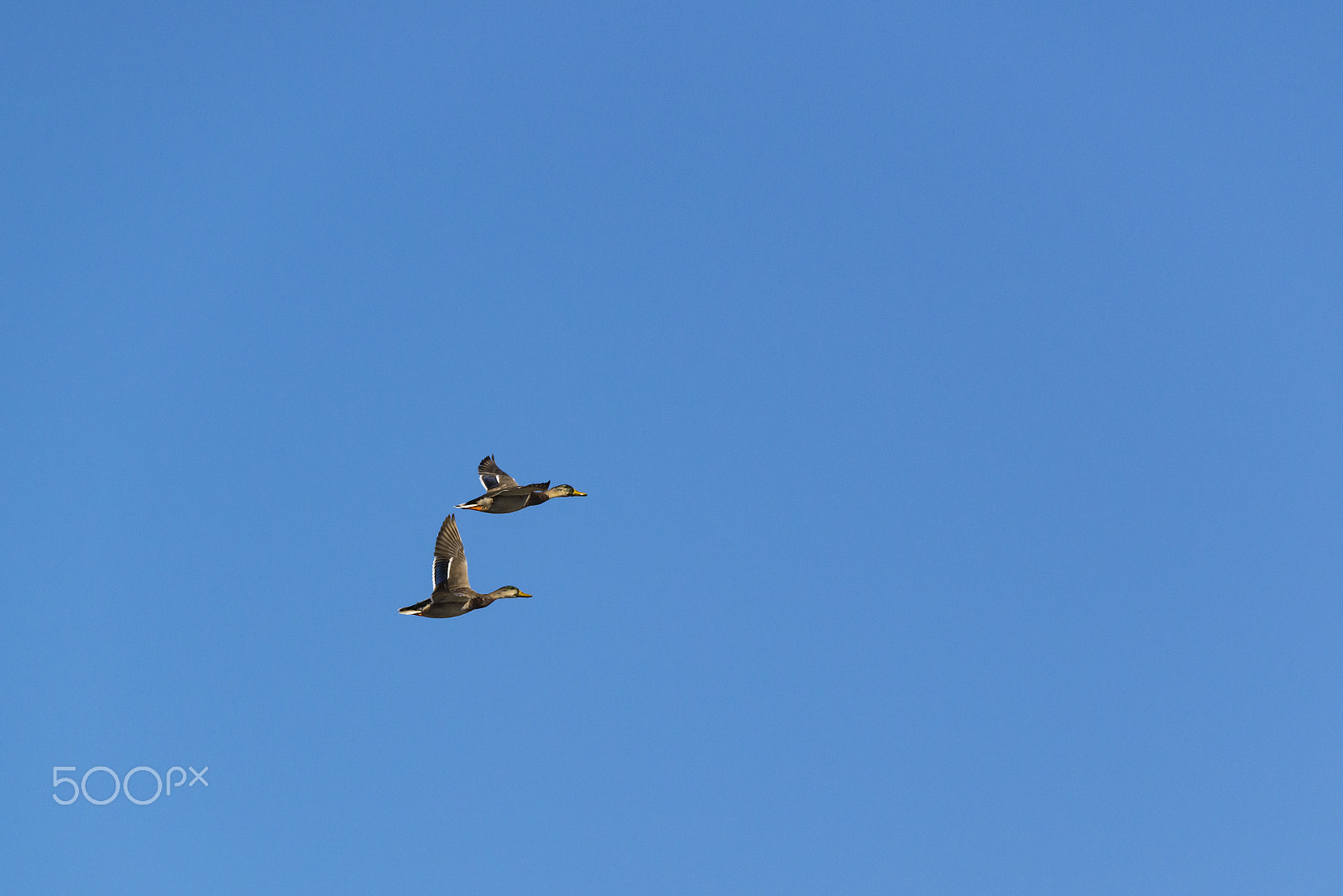 Nikon D800 sample photo. Two ducks in the sky photography