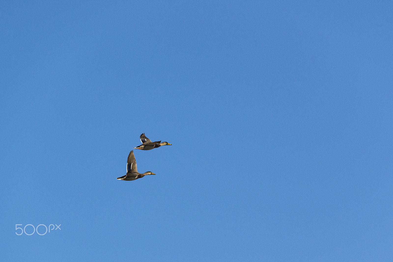 Sigma 150-600mm F5-6.3 DG OS HSM | S sample photo. Two ducks in the sky photography