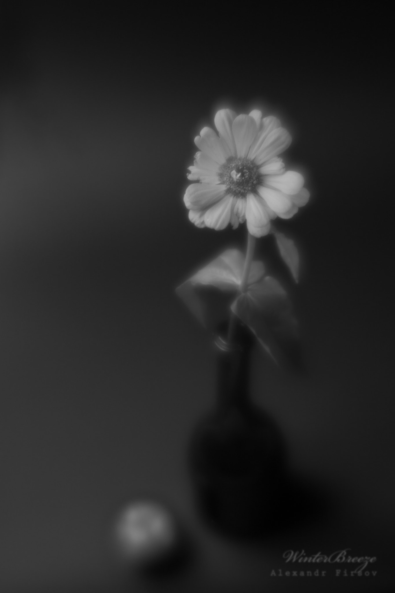 Canon EOS-1Ds Mark III sample photo. Flower in the optical haze photography
