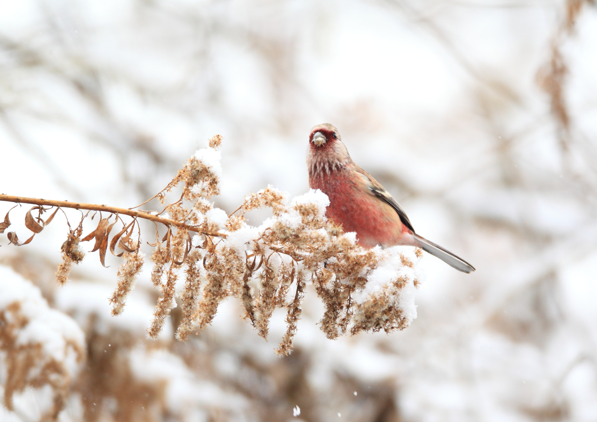 Canon EF 800mm F5.6L IS USM sample photo. ベニマシコ　雪のー photography
