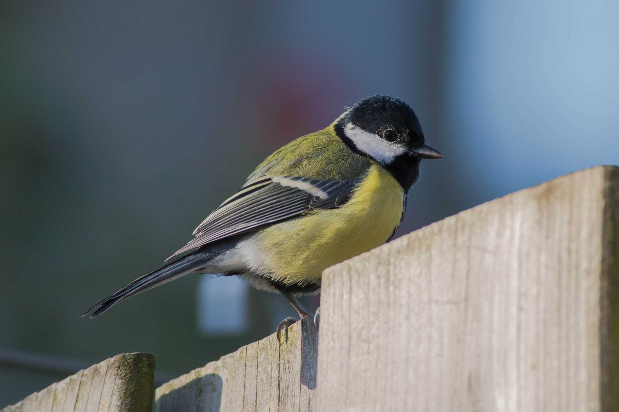 Canon EF 400mm F5.6L USM sample photo. Koolmees blue tit (cyanistes caeruleus) photography
