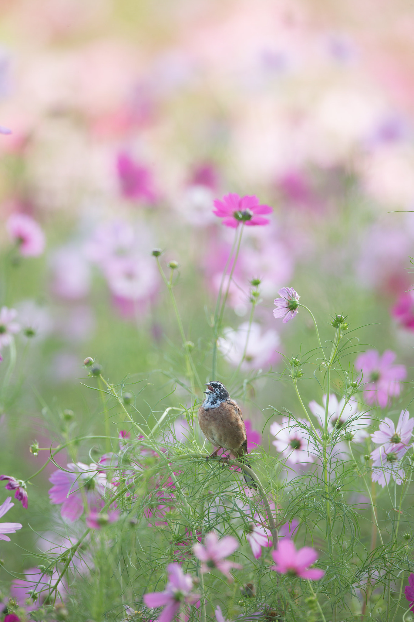 Canon EF 800mm F5.6L IS USM sample photo. 秋桜とホオジロ photography