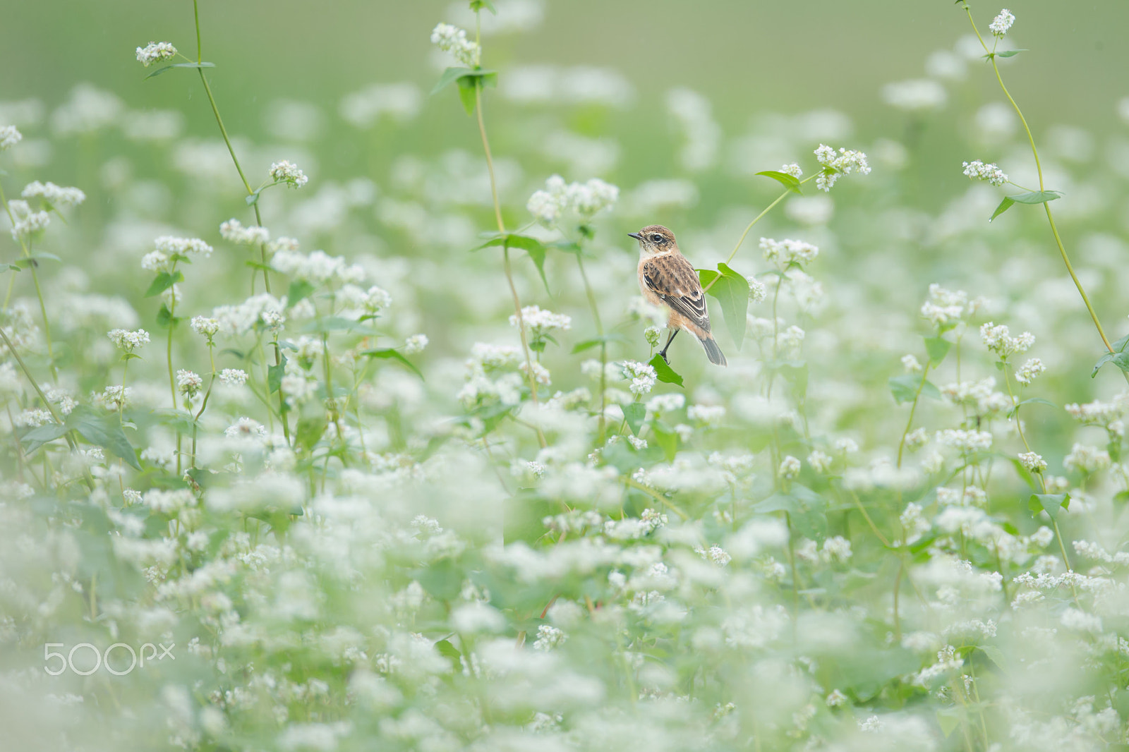 Canon EOS-1D X + Canon EF 800mm F5.6L IS USM sample photo. 白蕎麦とノビタキ photography