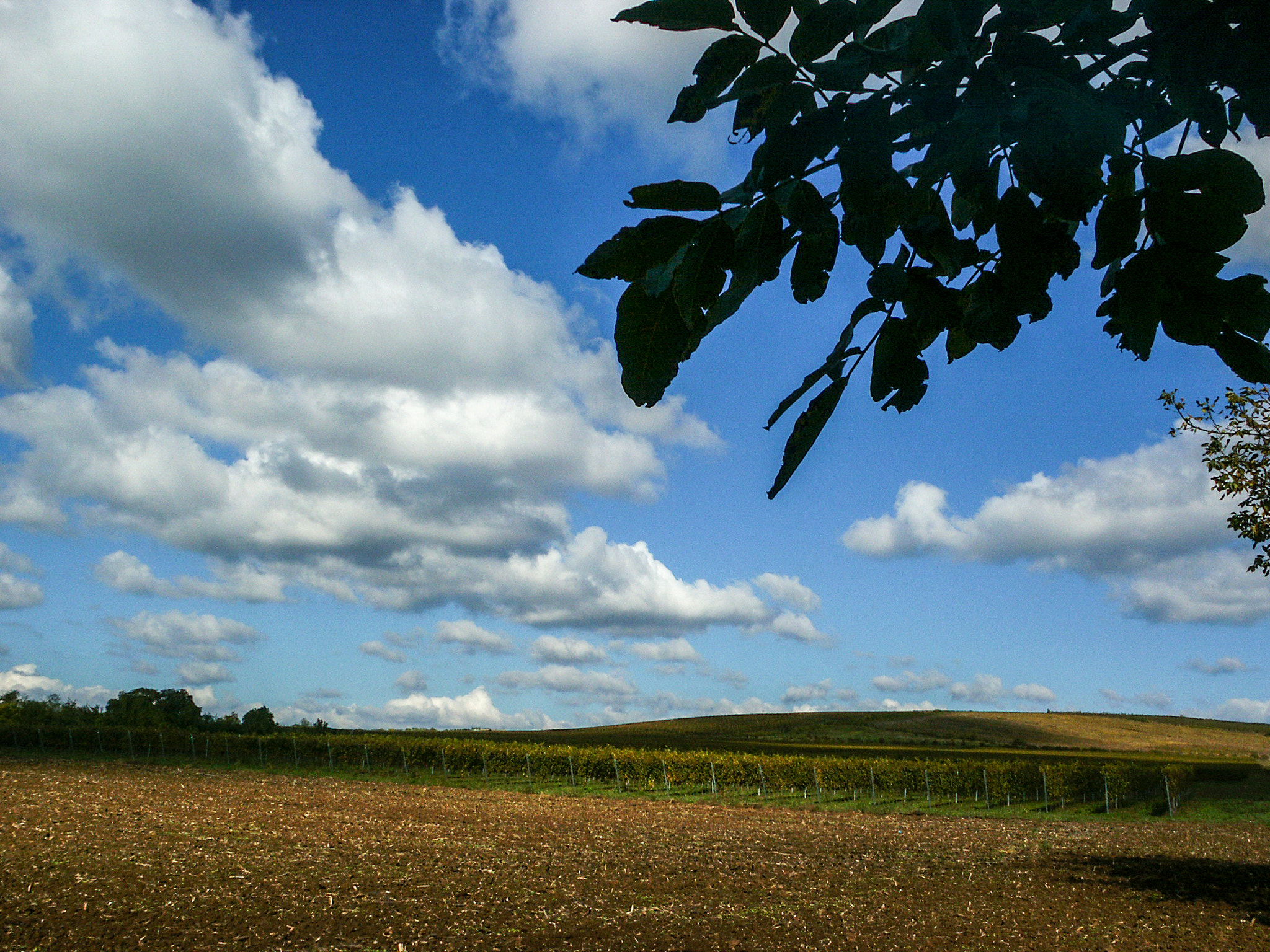 KONICA MINOLTA DiMAGE S414 sample photo. Vineyard photography