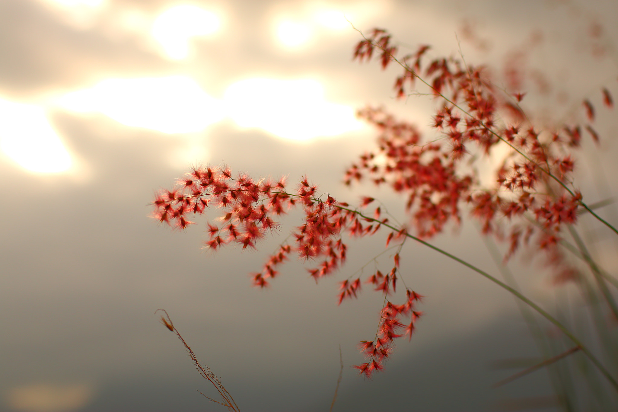 Canon EOS 70D + Canon EF 35mm F1.4L USM sample photo. 秋芒初紅 photography