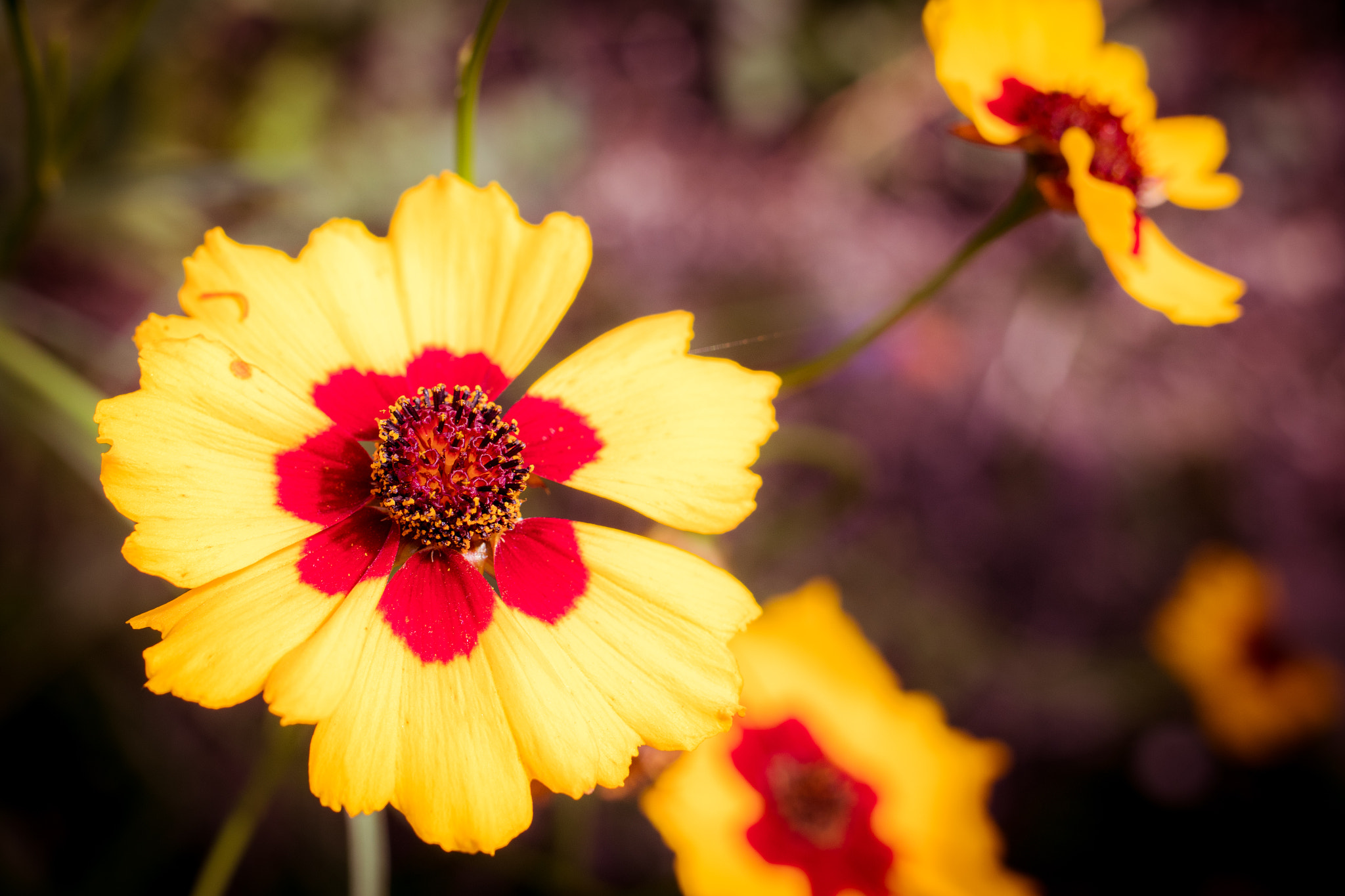 Canon EOS 80D + Canon EF 35mm F2 IS USM sample photo. Just a flower photography