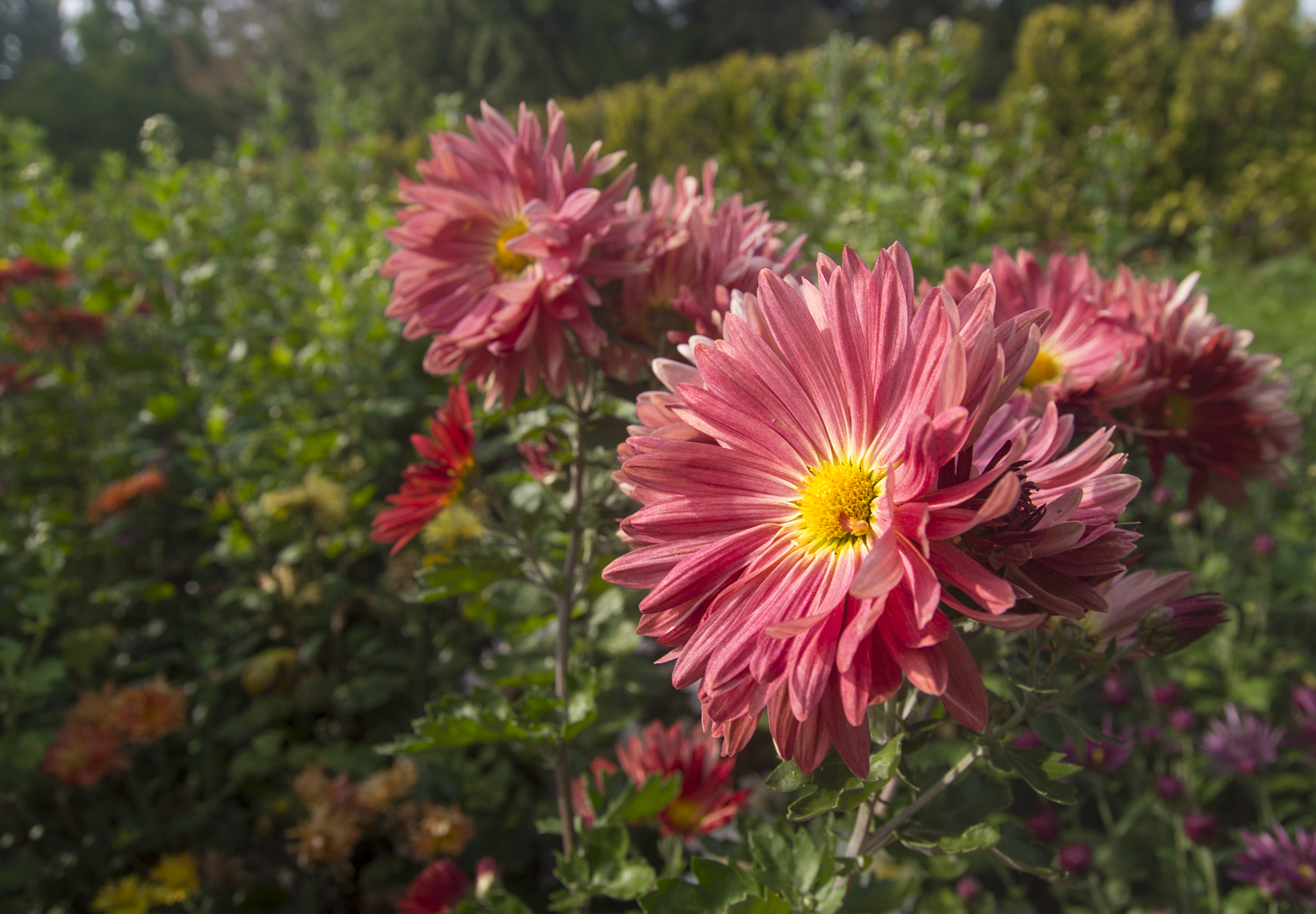 Pentax K-30 sample photo. Chrysanthemum time photography