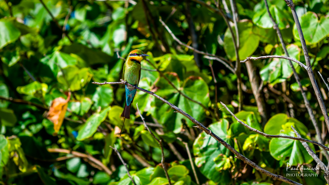 Nikon AF-S Nikkor 70-200mm F4G ED VR sample photo. Rainbow bee-eater photography