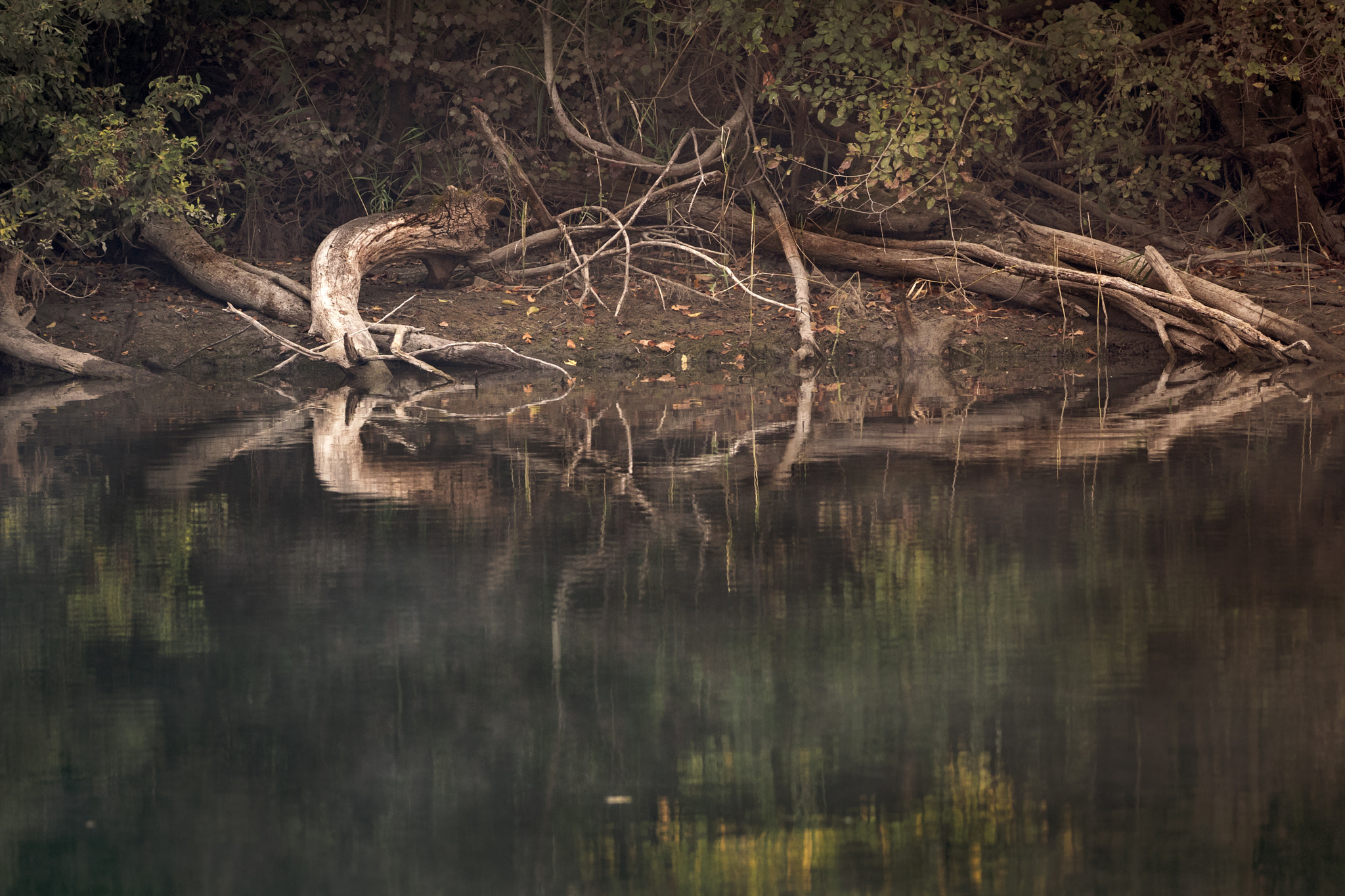 Olympus OM-D E-M1 sample photo. The riverside of the magical river photography