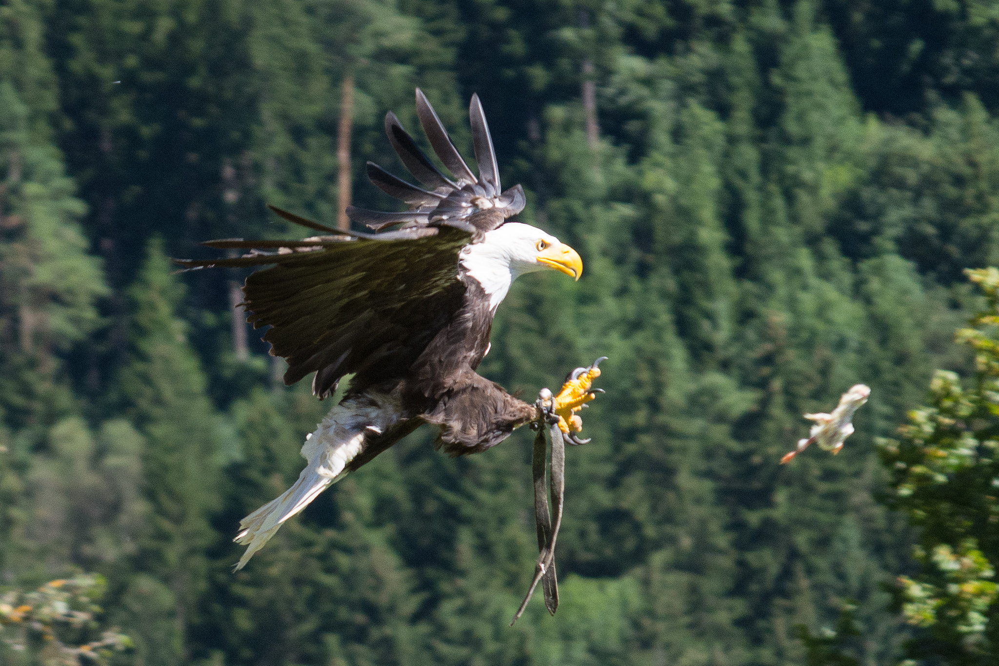 Nikon D7100 + Sigma 70-300mm F4-5.6 DG Macro sample photo. Eagle breakfast photography