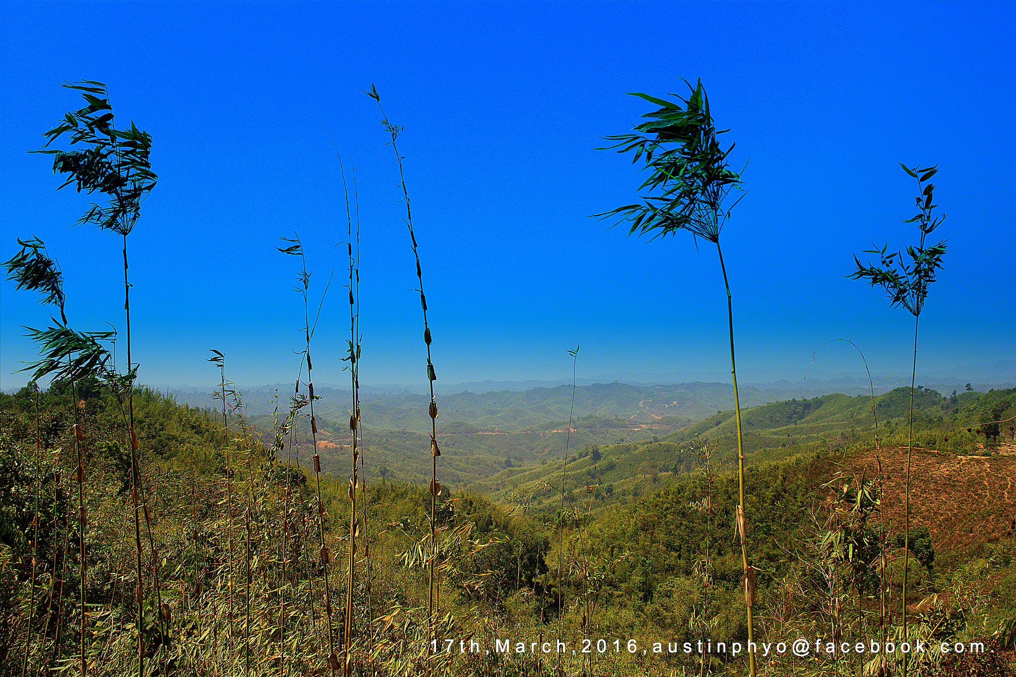 Canon EOS 60D sample photo. Young bamboos. photography