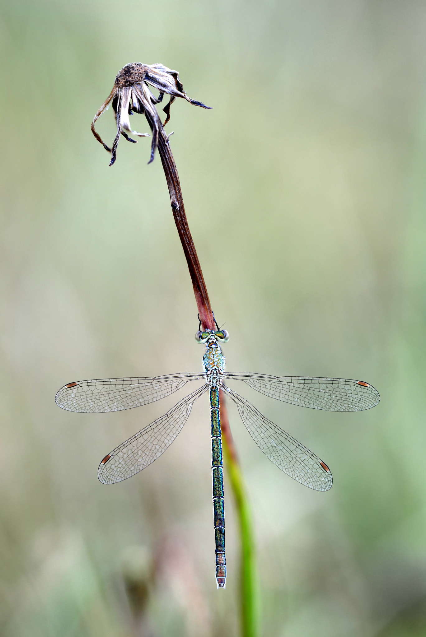 Sigma 150mm F2.8 EX DG Macro HSM sample photo. Damselfly photography