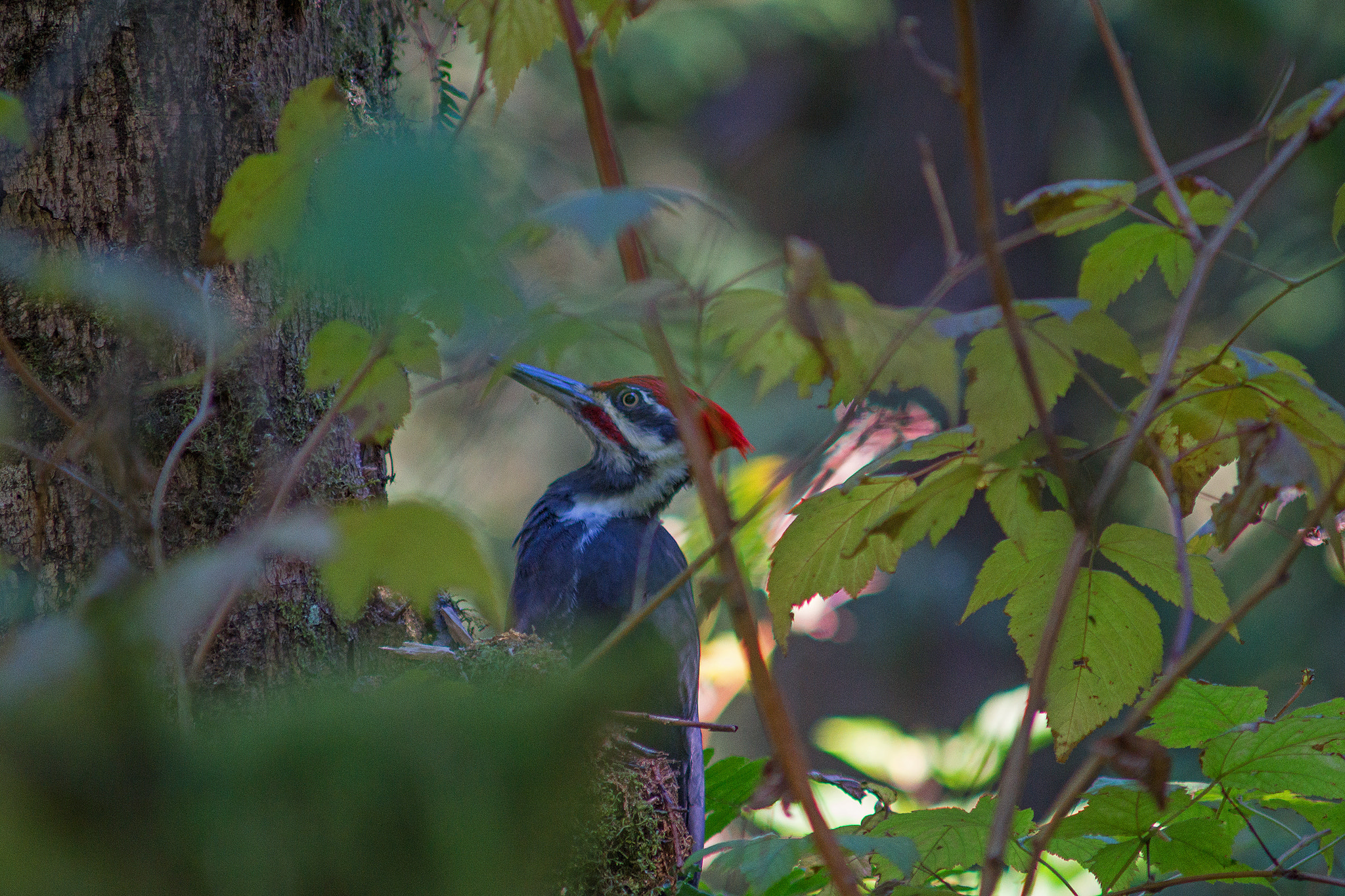 Sony SLT-A77 + Minolta AF 70-210mm F4 Macro sample photo. Pileated woodpecker photography